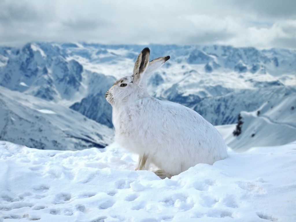 Bunny, rabbit, animal, winter, outdoor wallpaper. Ausgestopftes tier, Hase, Schnee