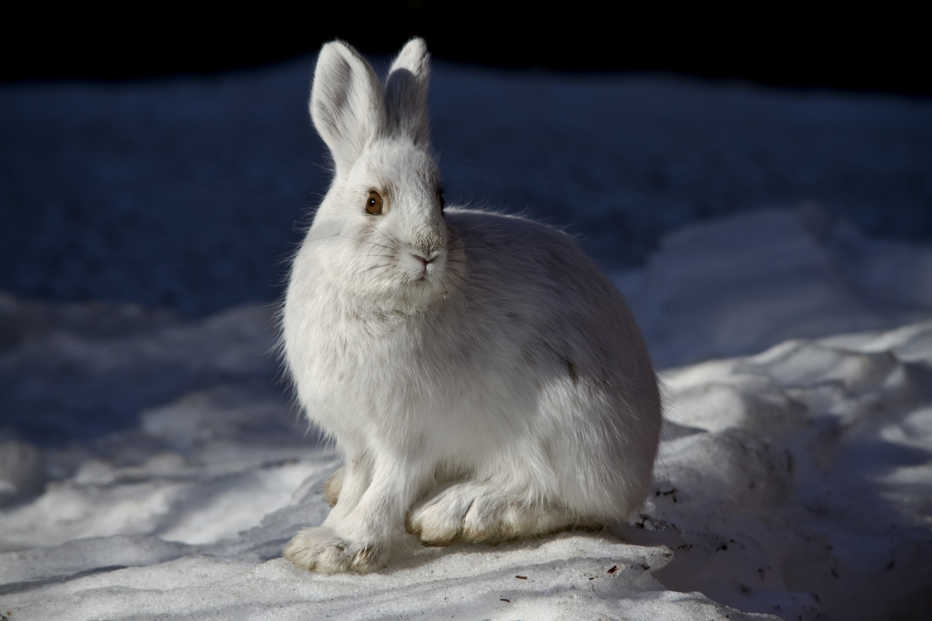 Snowshoe Hare Free Domain Picture