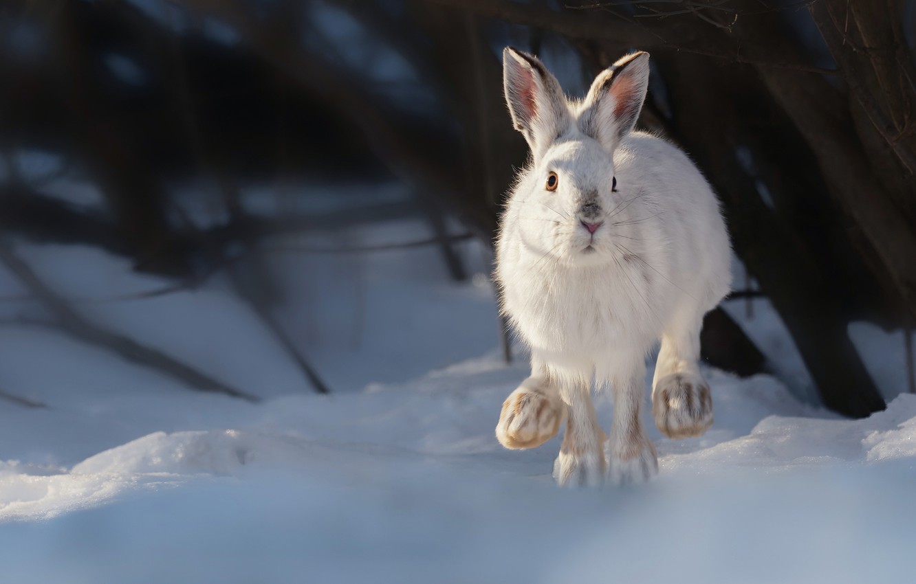 Wallpaper winter, snow, hare, Vladimir Morozov, A snowshoe rabbit image for desktop, section животные