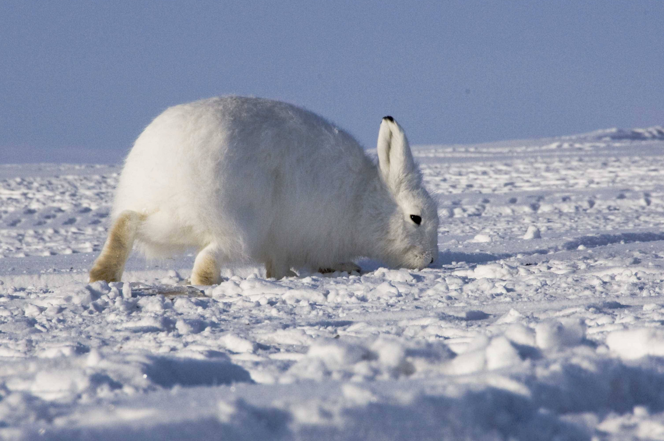 Free download Arctic Hare Wallpaper 4 Animal Lovers Wallpaper [3014x2153] for your Desktop, Mobile & Tablet. Explore Hare Wallpaper. Krishna Wallpaper for Desktop, Hare Krishna Wallpaper, ISKCON Wallpaper