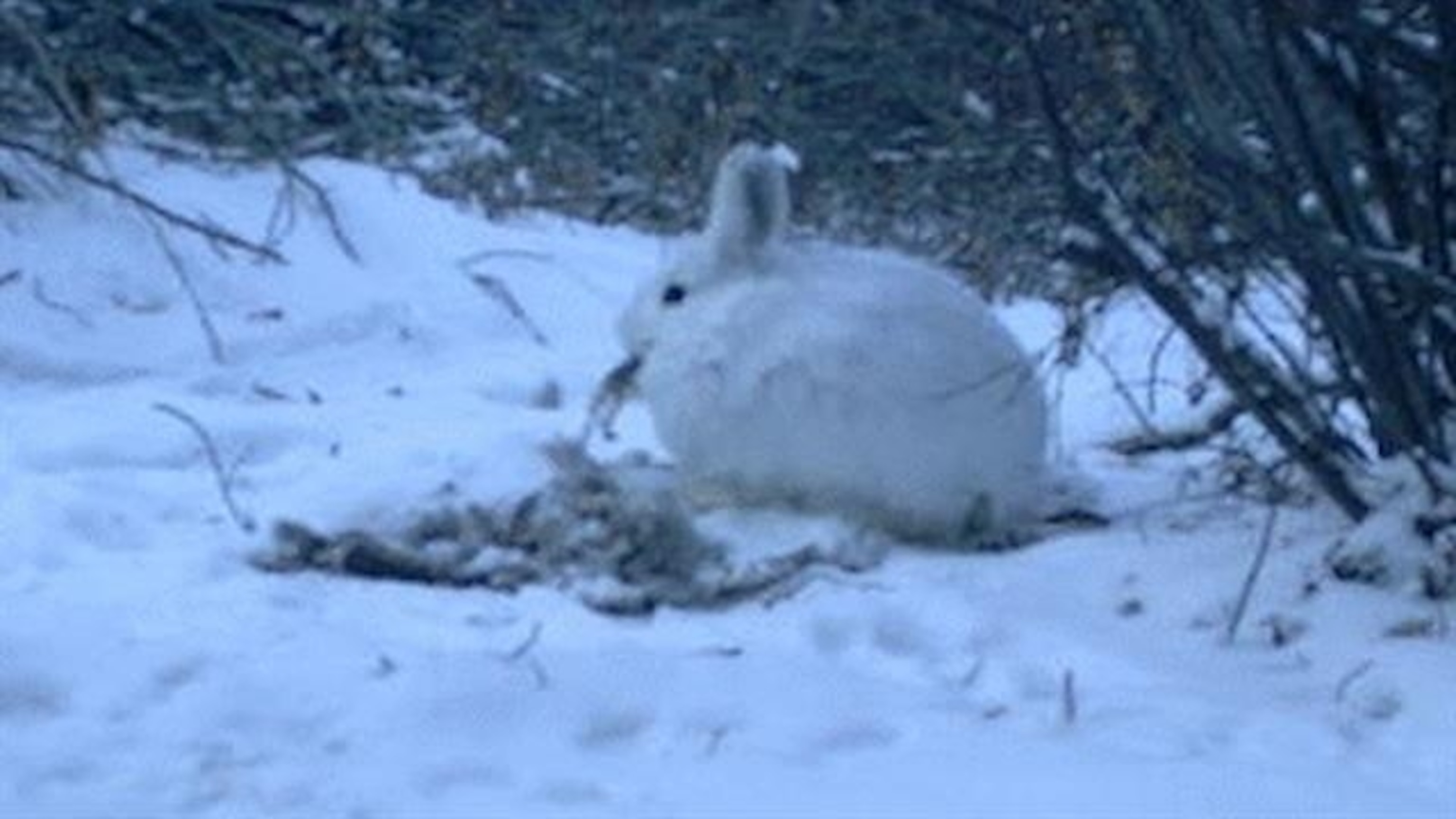 Canadian hares are cannibals and eat meat, surprising photo reveal