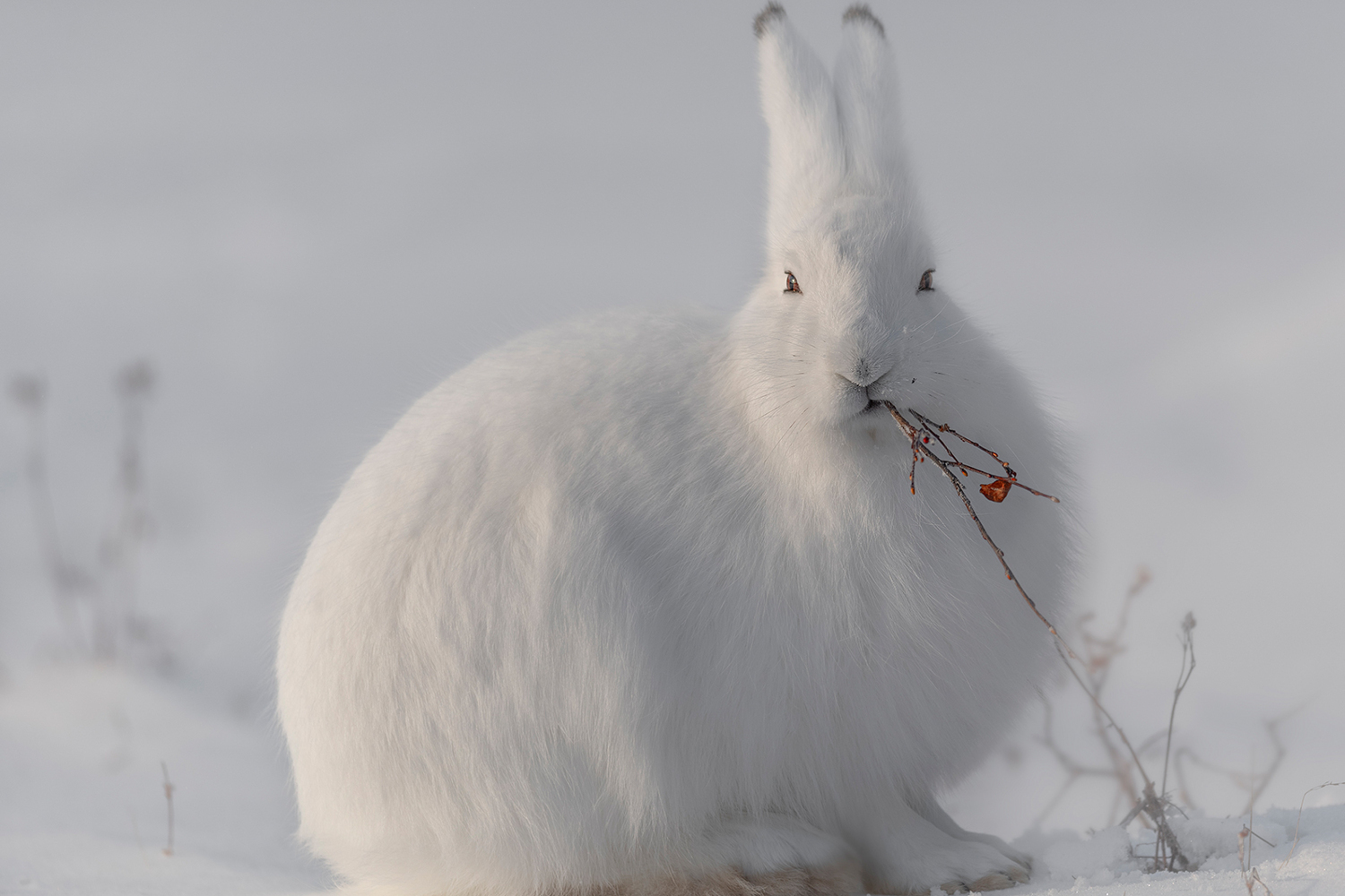 Photo Wallpaper Wild Arctic Hare. Shop now!