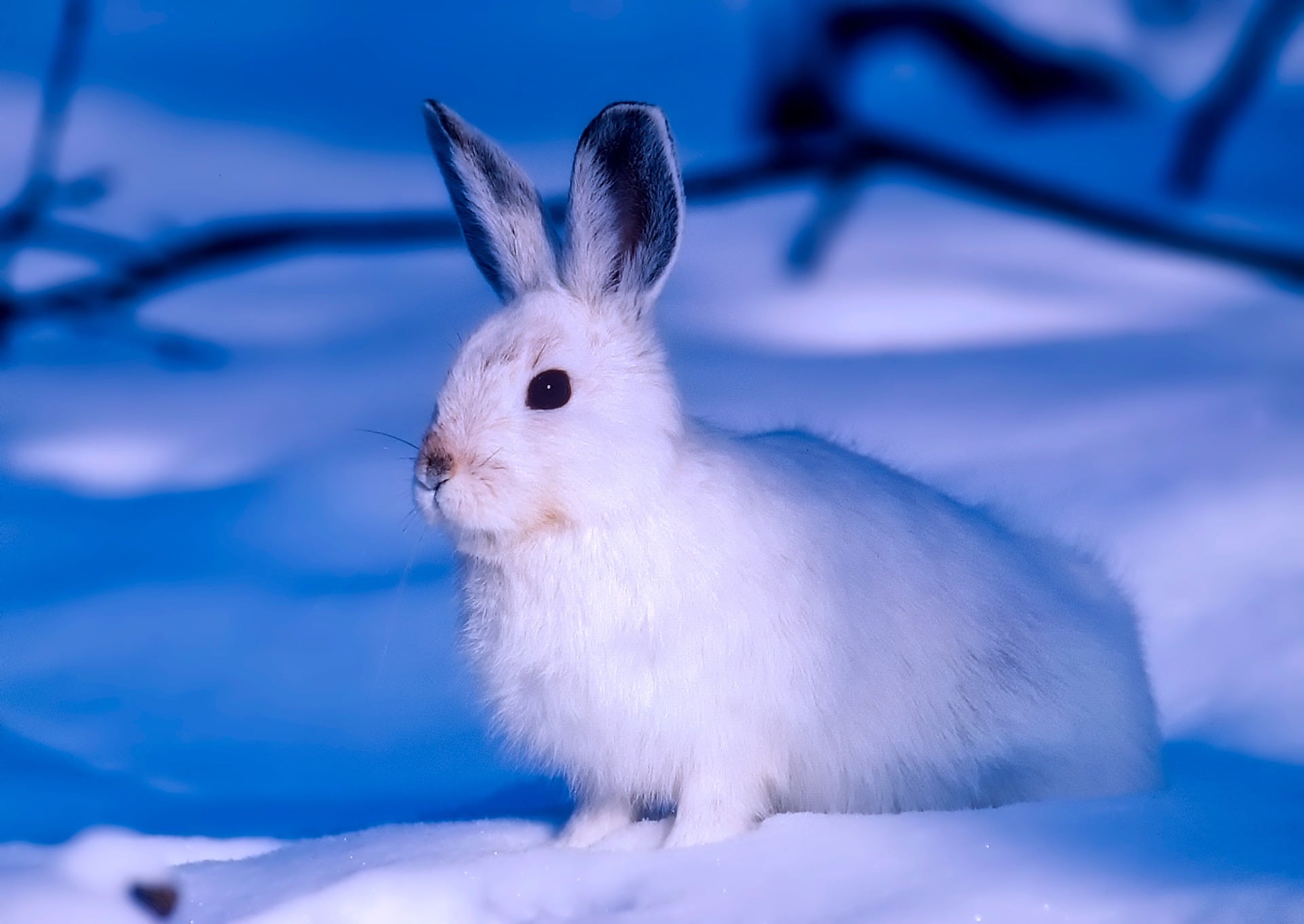 Cute Baby Arctic Hare