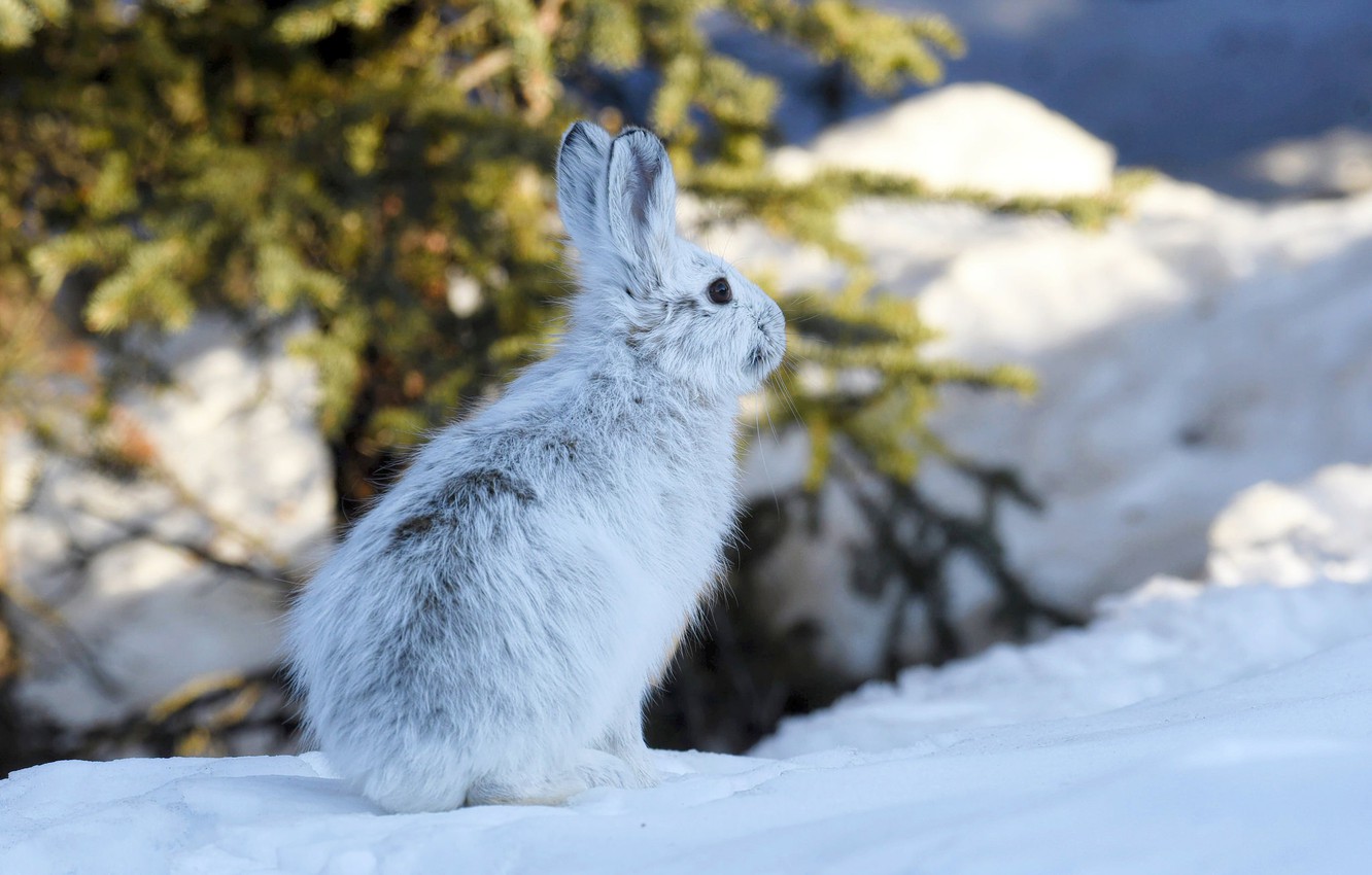 Wallpaper winter, snow, hare, Alaska image for desktop, section животные