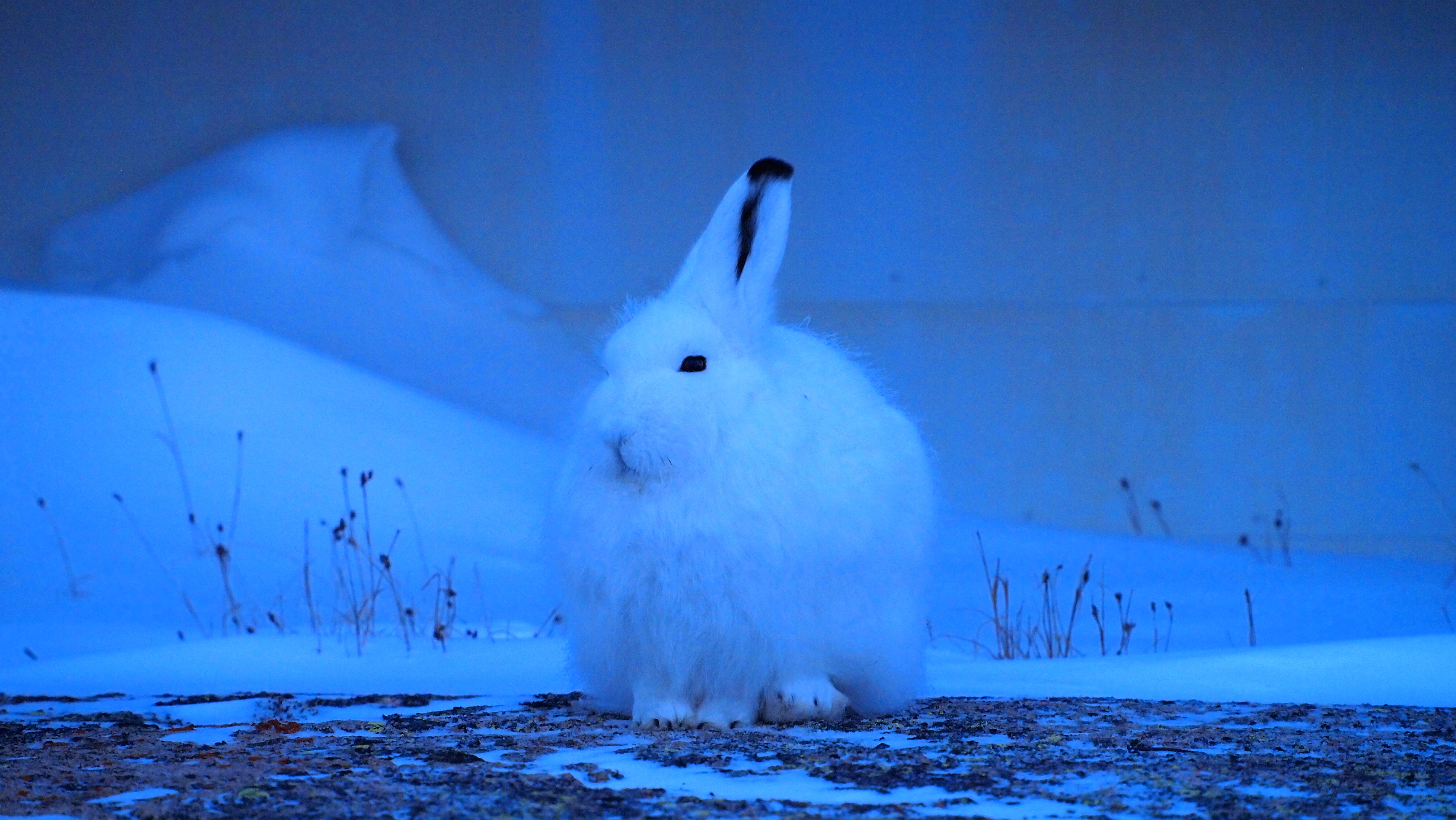Wallpaper, white, cute, bunny, nature, beauty, interesting, furry, wildlife, North, Arctic, bluehour, nunavut, animalplanet, lapin, baffinisland, iqaluit, arctichare, lagomorph, cans2s, lepusarcticus, easternarctic, ukaliq 4032x2272