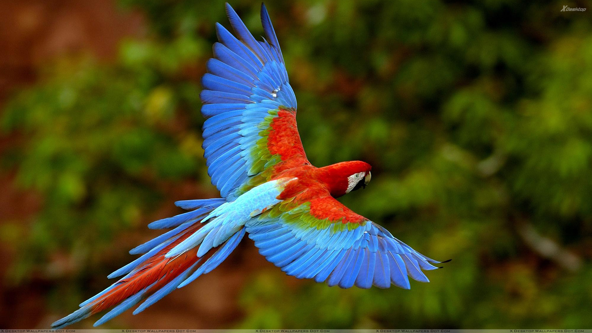 Beautiful Blue Bird Flying In The Wild Wallpaper