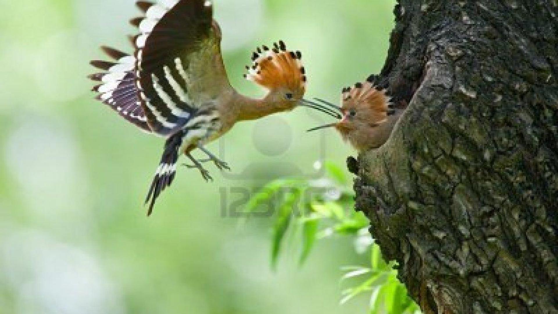 Free download WILD BIRDS FEEDING WALLPAPER 59656 HD Wallpaper [desktopinHQ [1920x1080] for your Desktop, Mobile & Tablet. Explore Wild Birds Wallpaper. Parrot Desktop Wallpaper, Free Wallpaper Birds, Bird Wallpaper Image