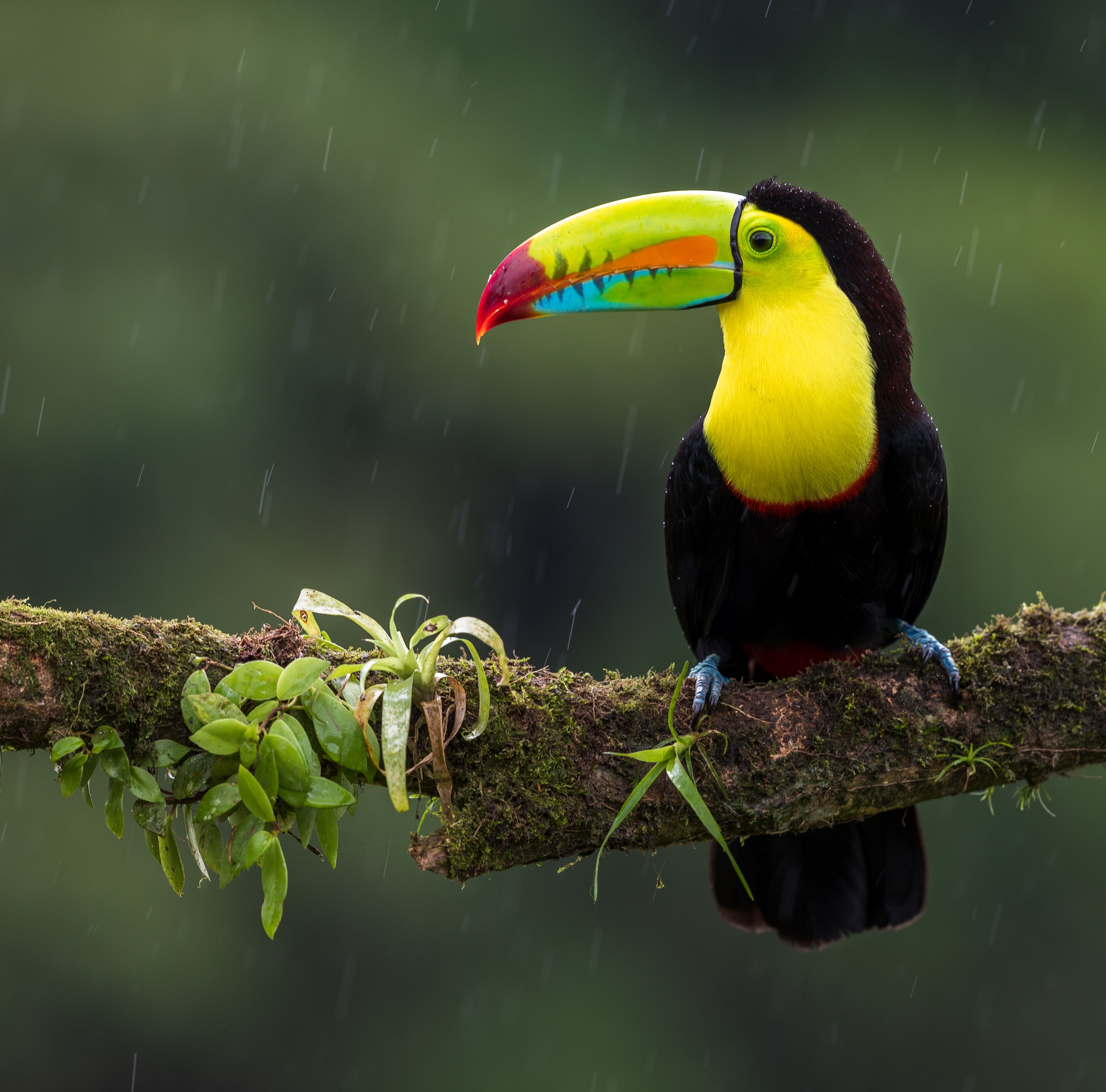 HD Bird Wallpaper