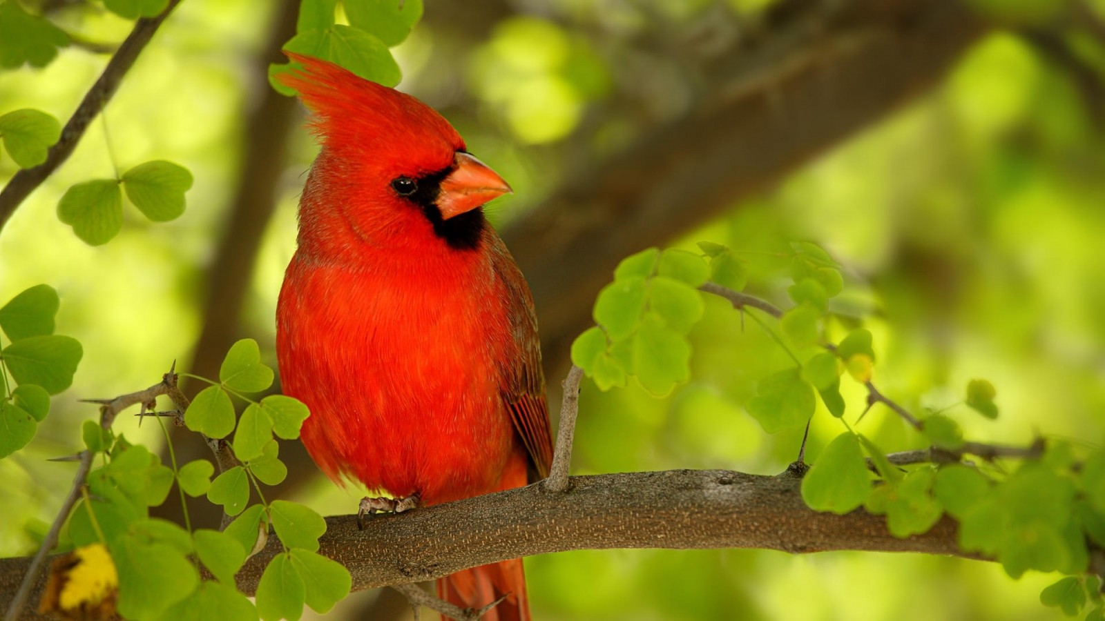 Free download Wild life Cardinal birds wallpaper wild birds [1600x900] for your Desktop, Mobile & Tablet. Explore Red Bird Wallpaper. Cardinal Bird Wallpaper, Cardinal Bird Desktop Wallpaper, Cardinal Wallpaper for Computer