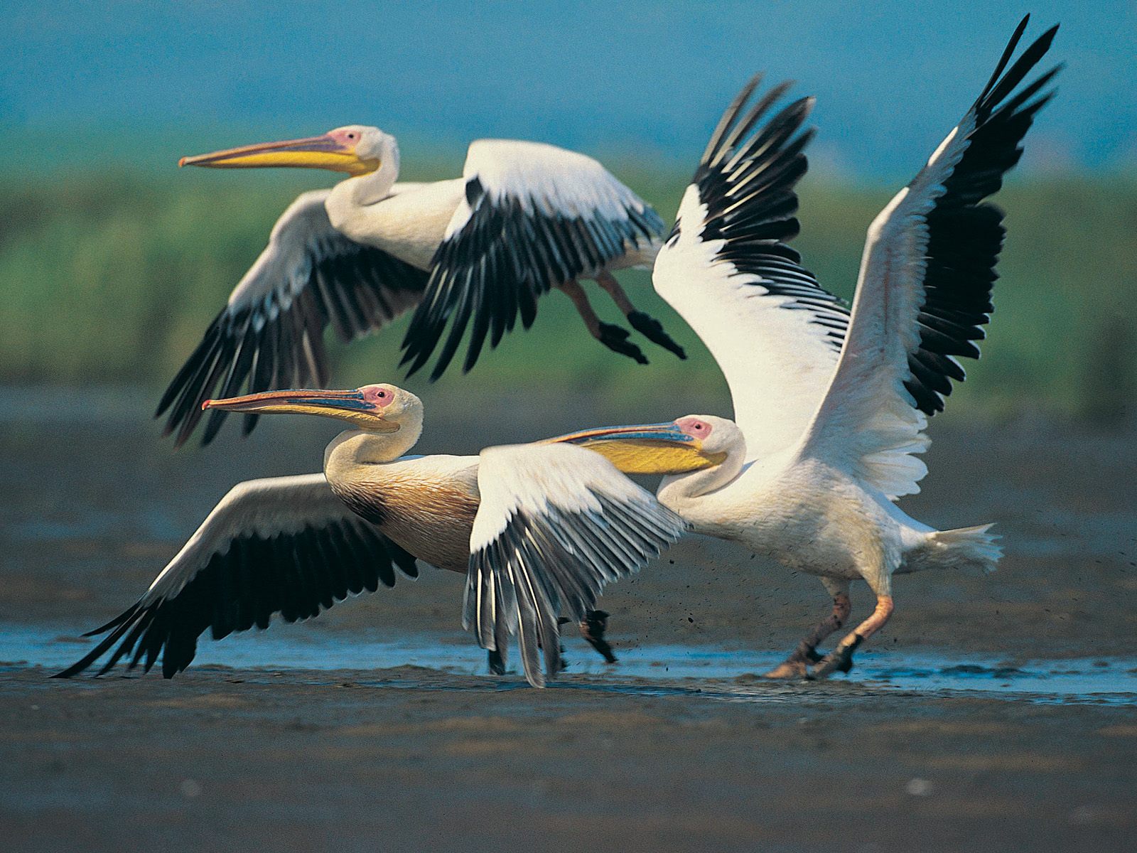 Amazing Wild Life Photography Desktop Wallpaper