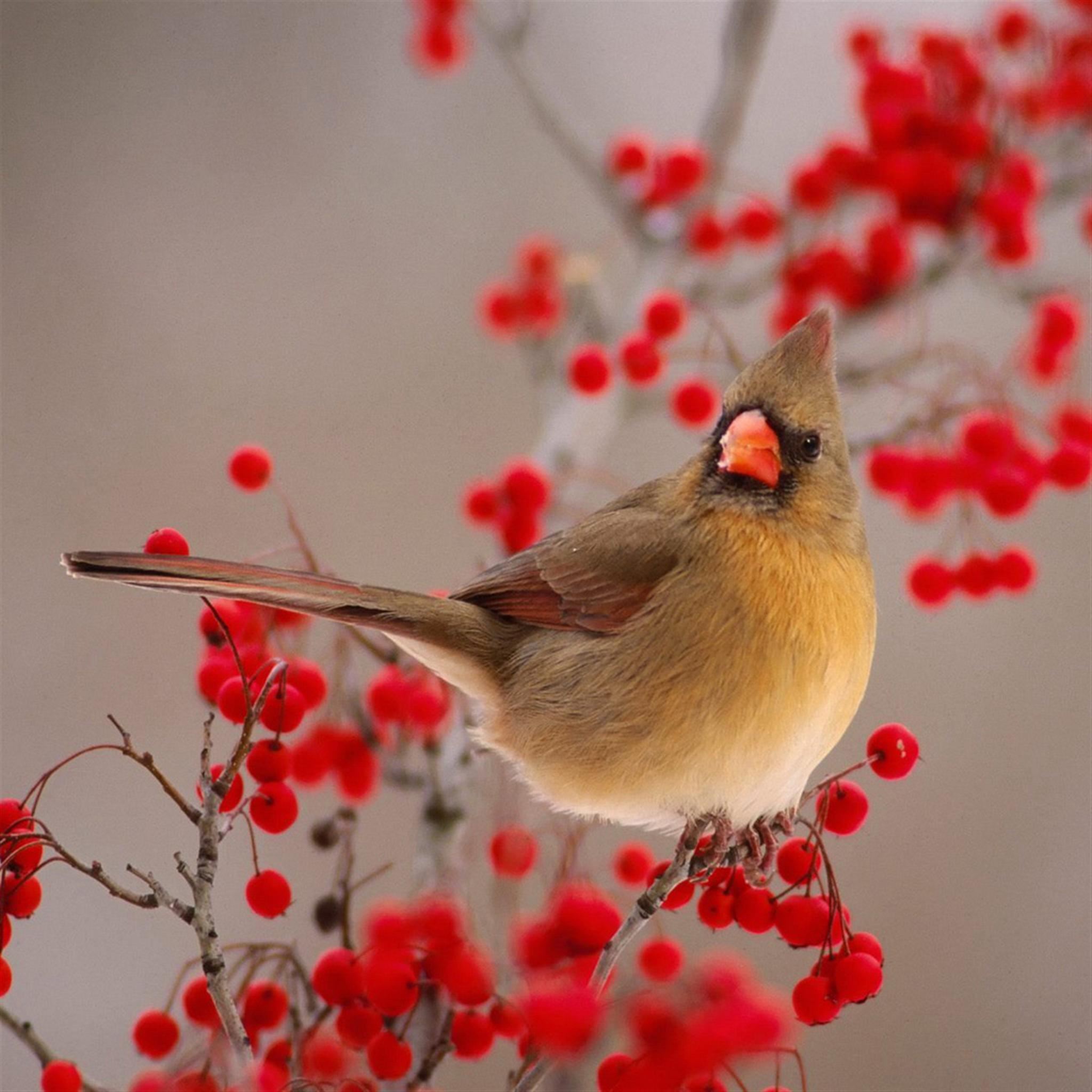 Nature Winter Bird On Wild Red Fruit iPad Air Wallpaper Free Download