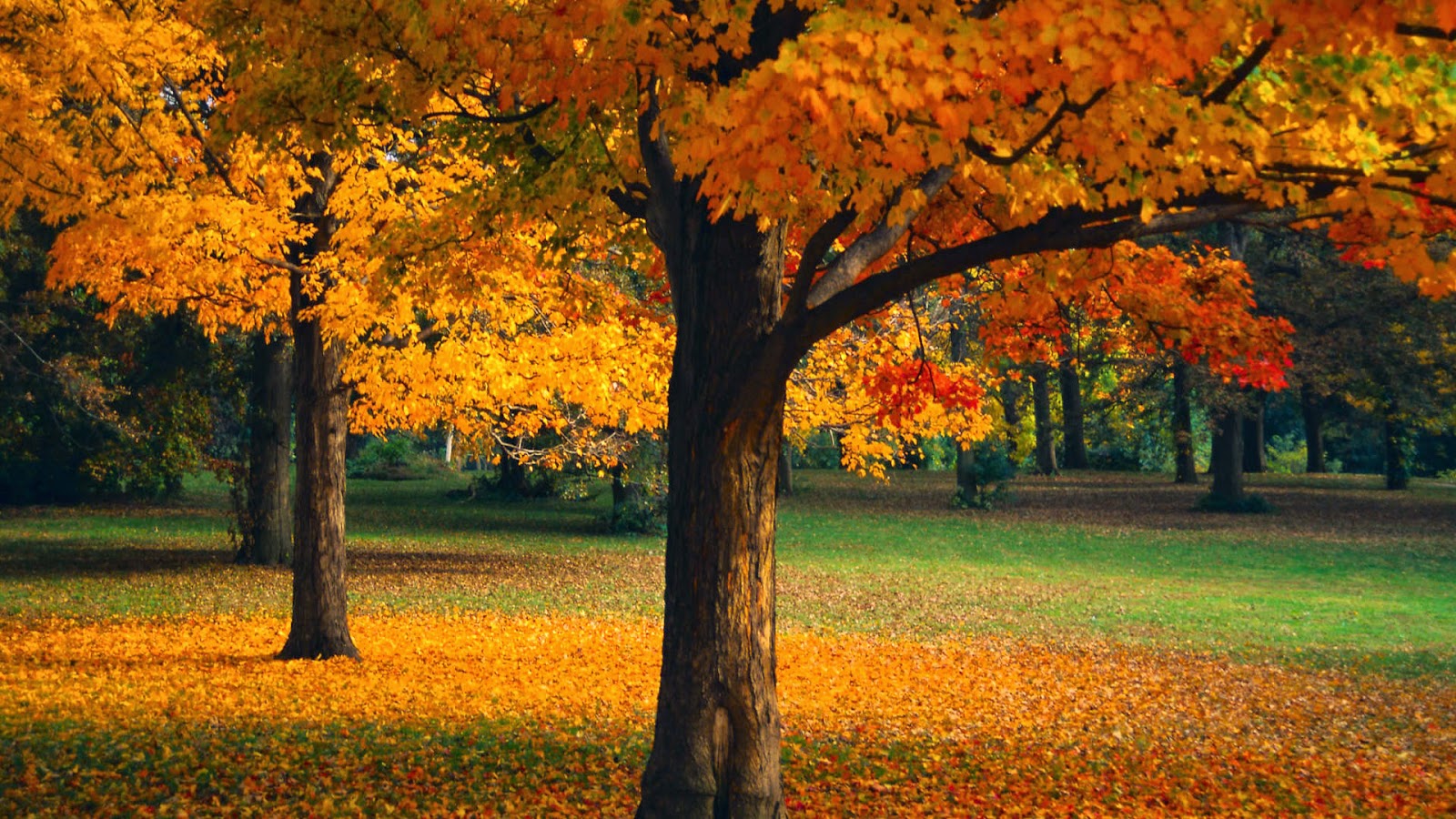 My Rose: Beautiful Autumn Trees Wallpaper