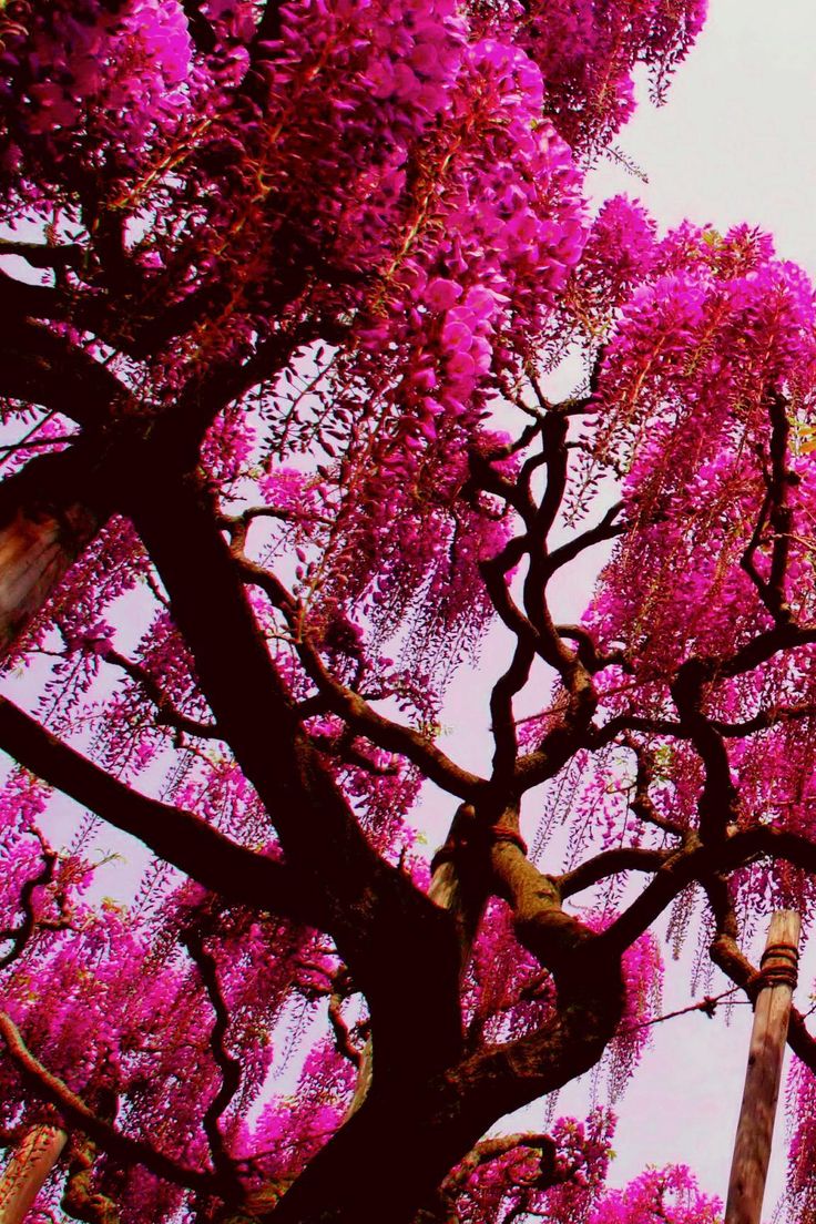 Pink Nature Tree Wallpaper iPhone iPhone Wallpaper. Pink nature, Tree wallpaper iphone, Nature wallpaper