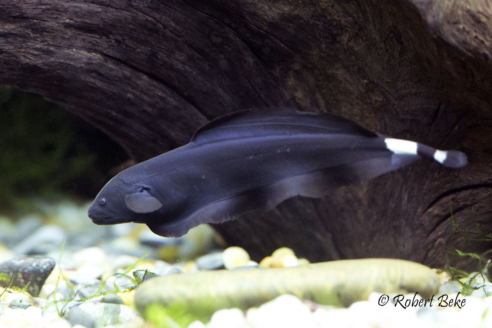 Black Ghost Knifefish. Traits. Facts. Care