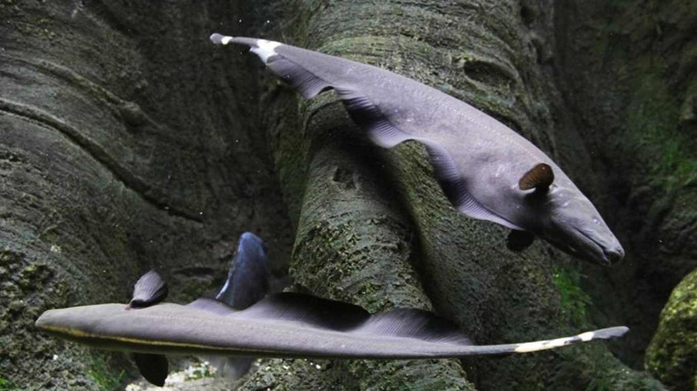 Ikan Black Ghost Ghost Knife Fish Care Wallpaper & Background Download