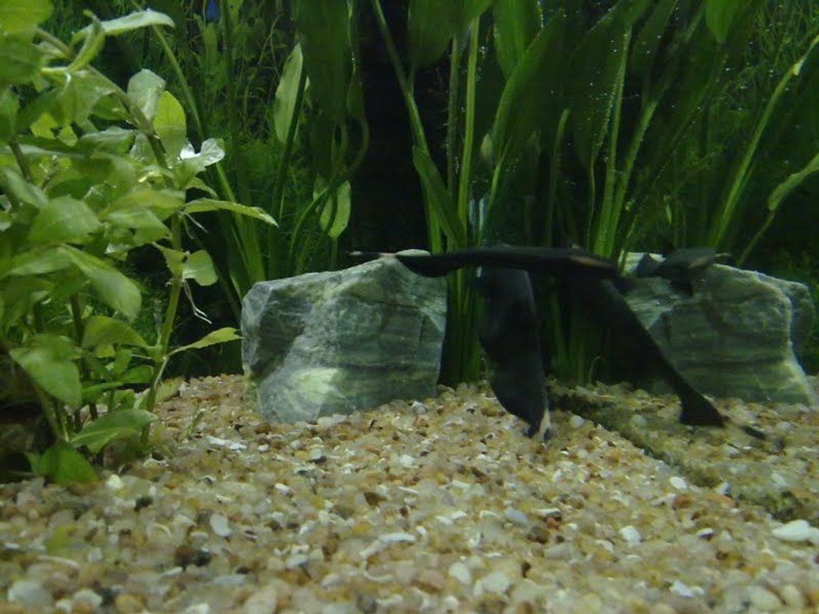 Photo Ghosts Kept Almost All Tropical Varie