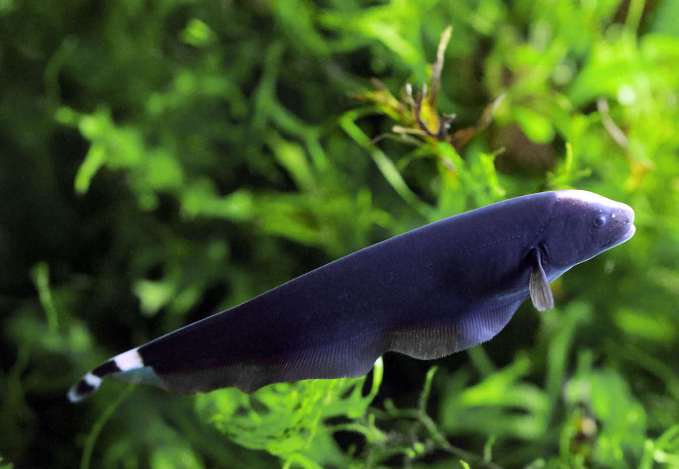 Black Ghost Knifefish Species Profile - AquariumDomain.com