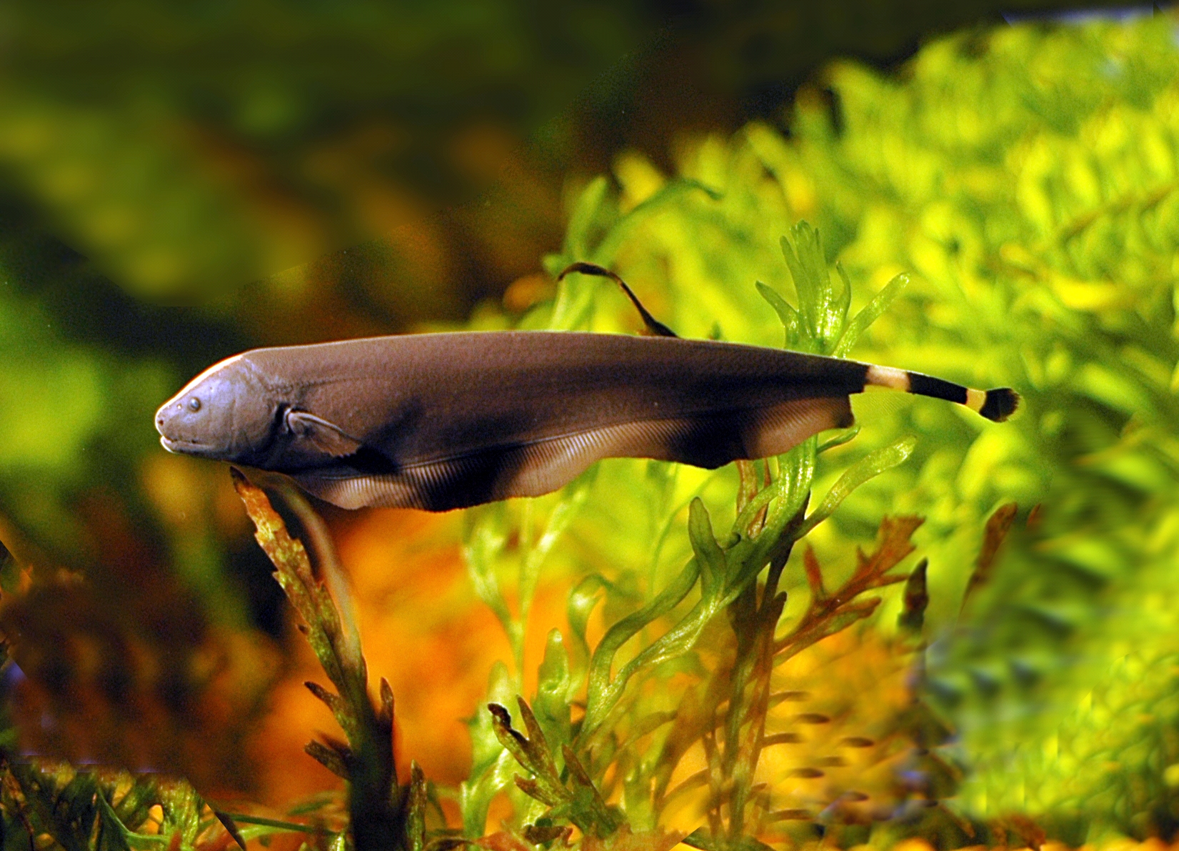 Multimedia Gallery electric ghost knifefish (<em>Apteronotus albifrons</em>) from South America. NSF Science Foundation