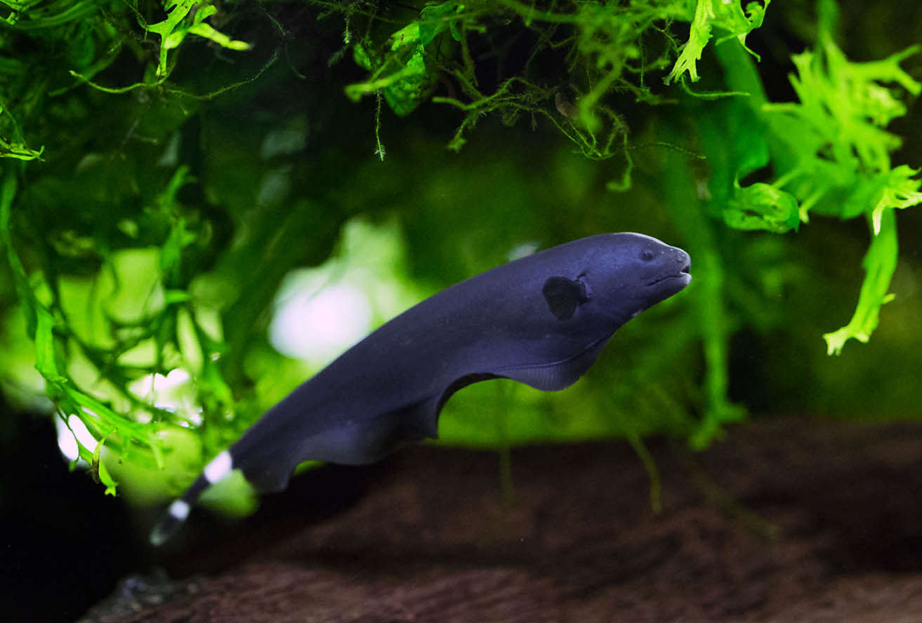 Black Ghost Knifefish Wallpapers - Wallpaper Cave