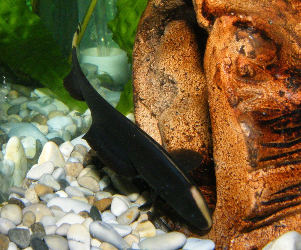 Photo Ghost Knifefish X Trinidad Pleco 2 X