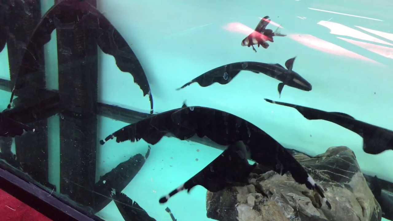 BLACK GHOST KNIFEFISH / FEATHER FISH (H D)