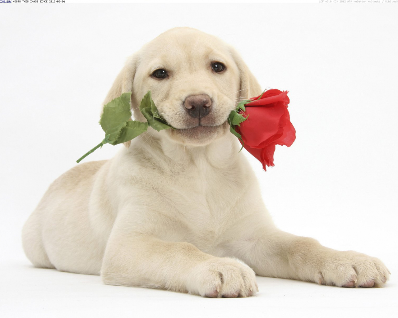 Free download Saint Valentines Day Dog with a rose on Valentine s Day 057114 jpg [1600x1212] for your Desktop, Mobile & Tablet. Explore Valentine's Day Puppies Free Wallpaper
