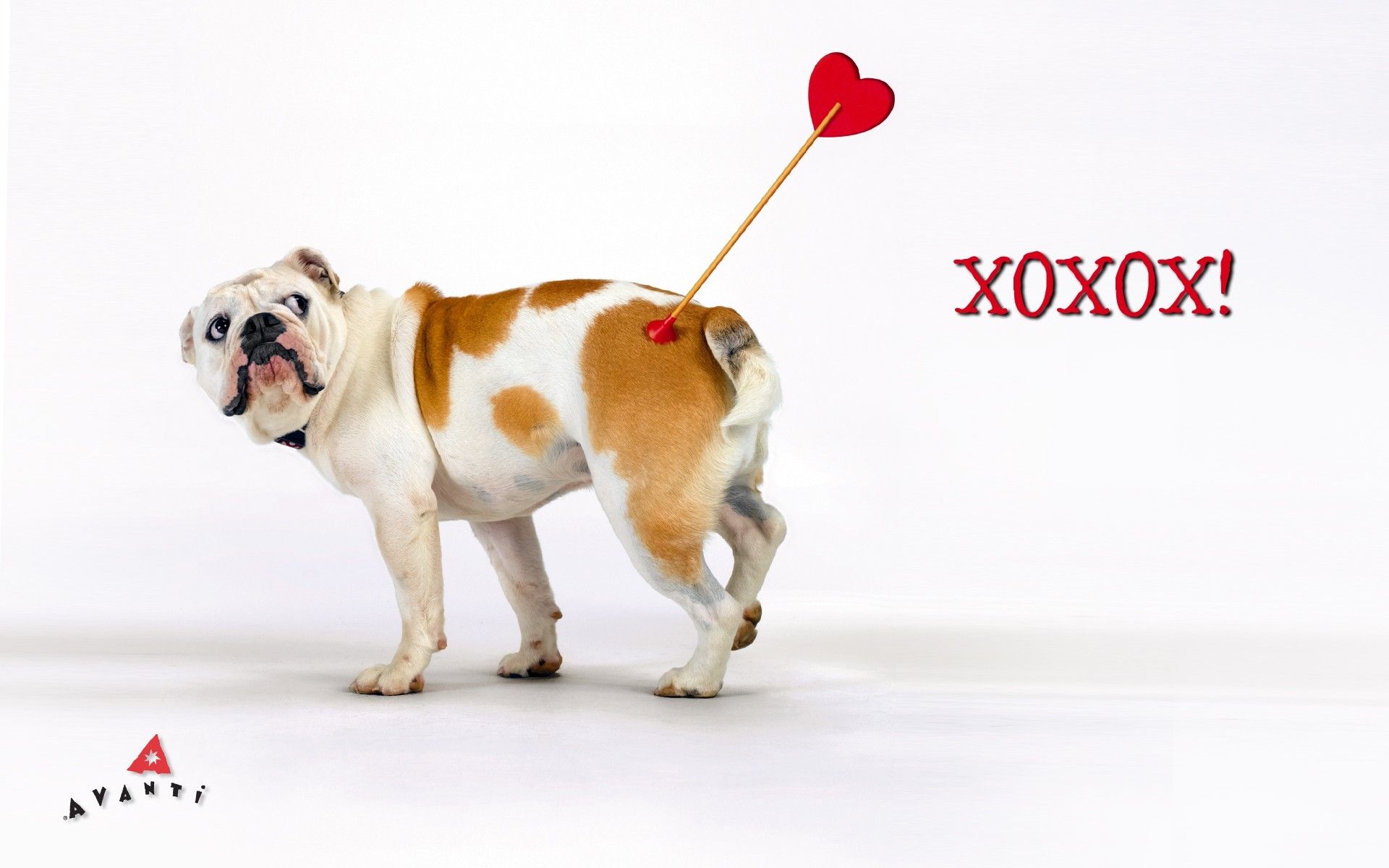 Valentines Day Animal Desktop Wallpaper, HD Valentines Day Animal Desktop Background on WallpaperBat