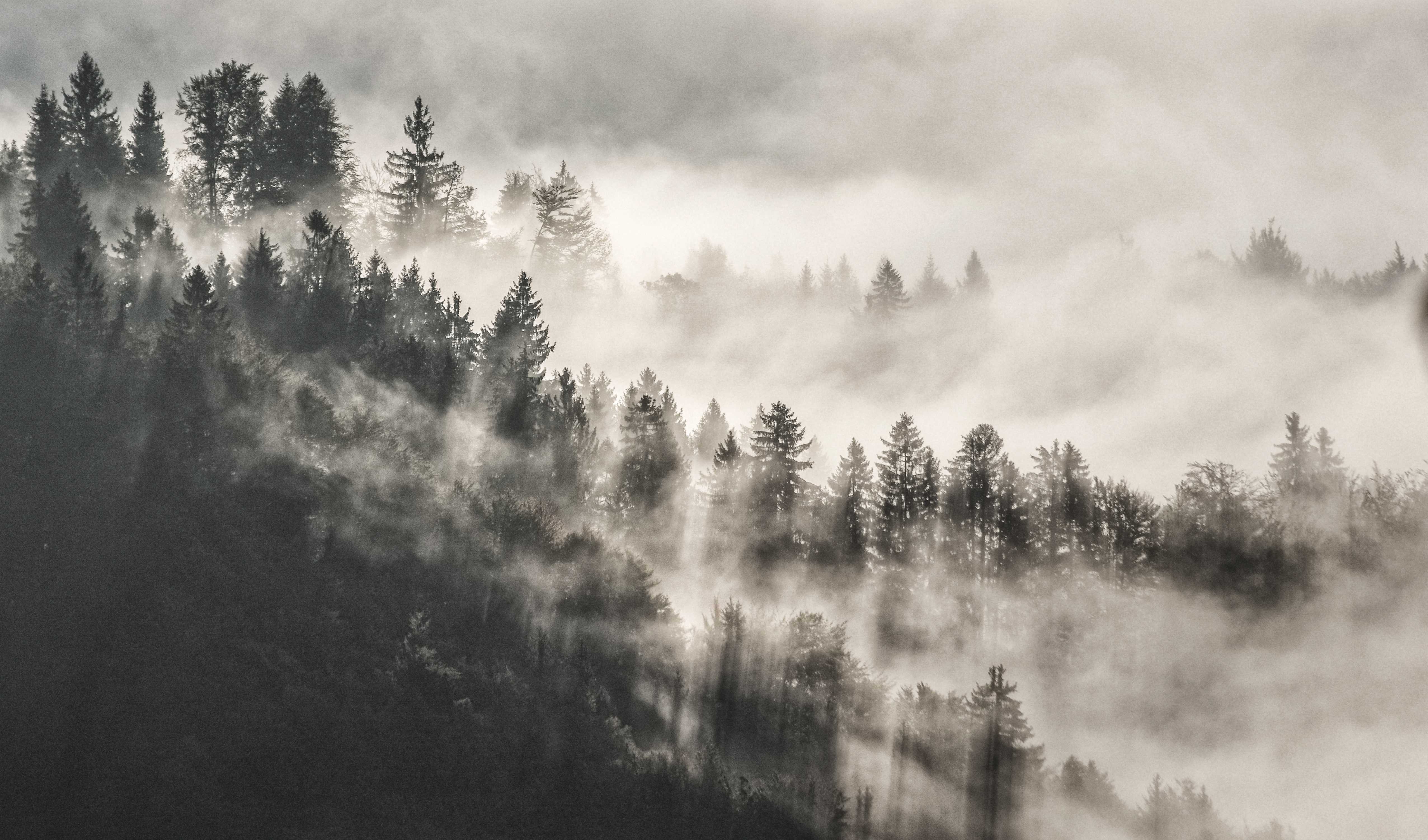 Mist Winter Trees In Mountains 5k, HD Nature, 4k Wallpaper, Image, Background, Photo and Picture