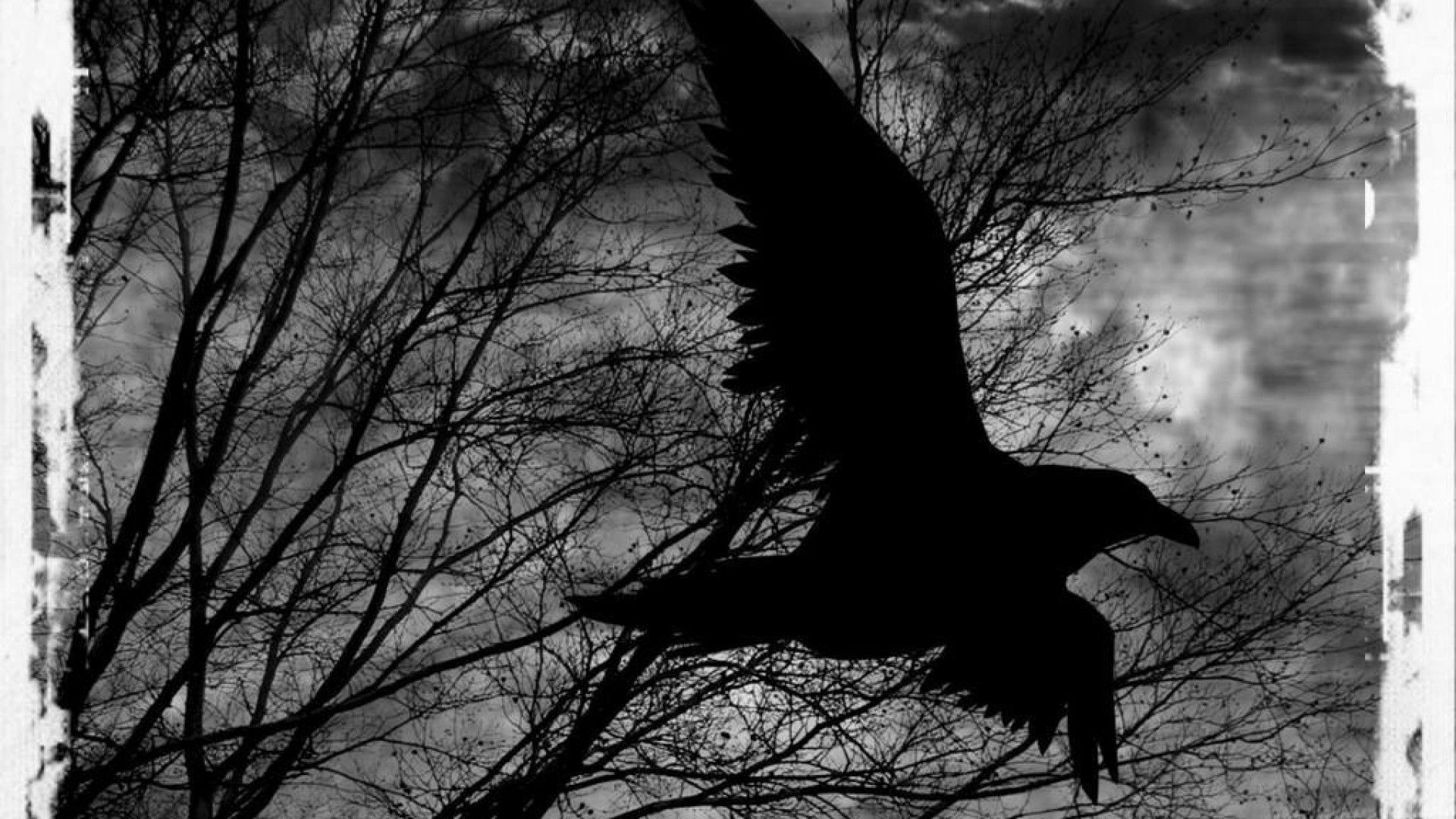 Raven Background
