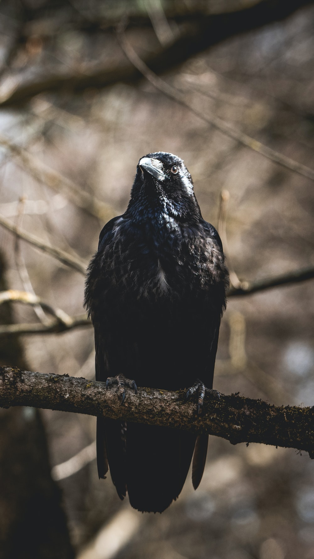 Raven Picture [HD]. Download Free Image
