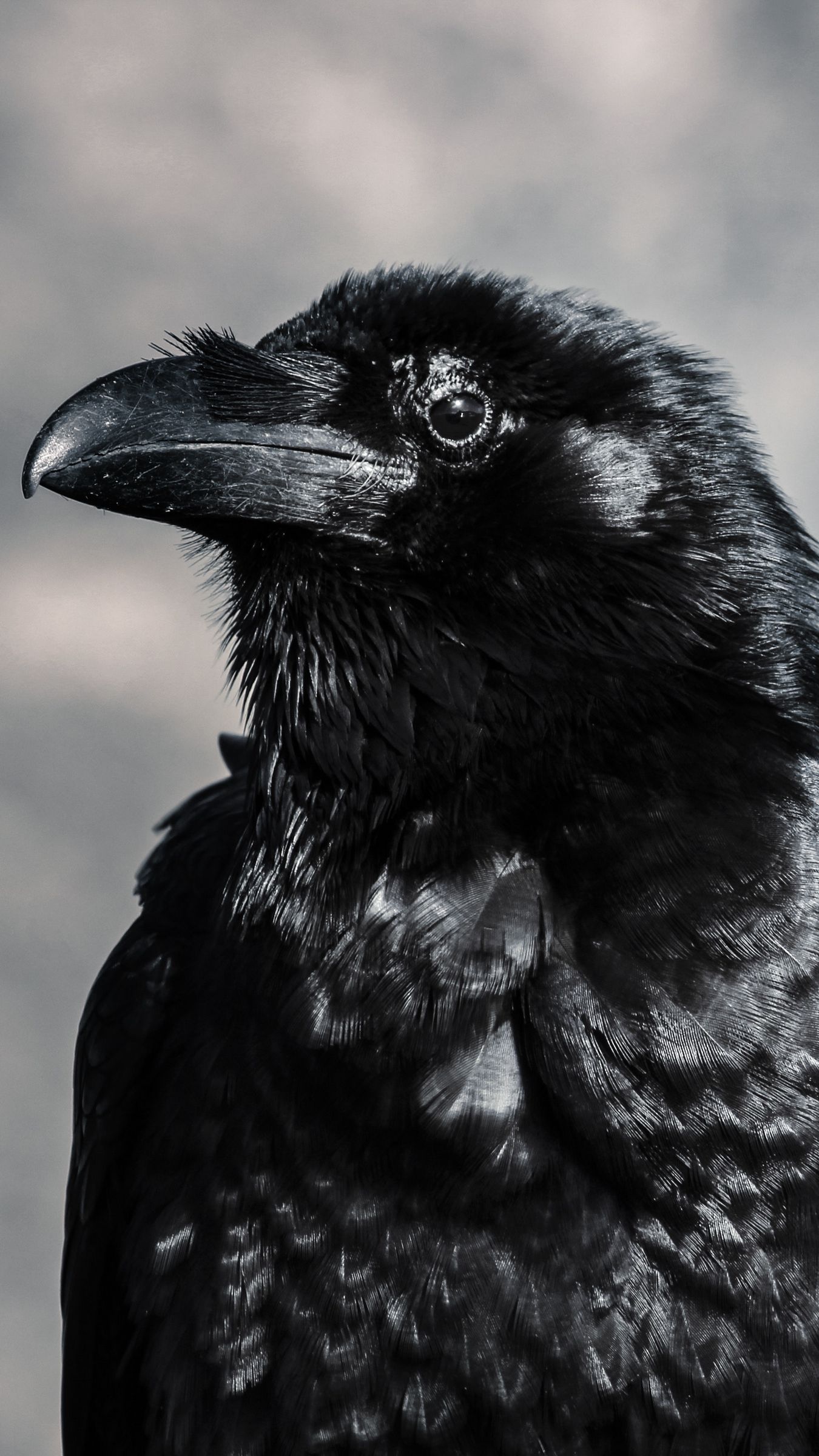 Download wallpaper 1350x2400 raven, bird, black, beak iphone 8+/7+/6s+/for parallax HD background
