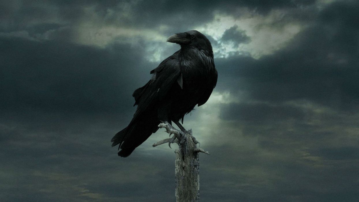 Dark Crow Wallpaper Free Dark Crow Background