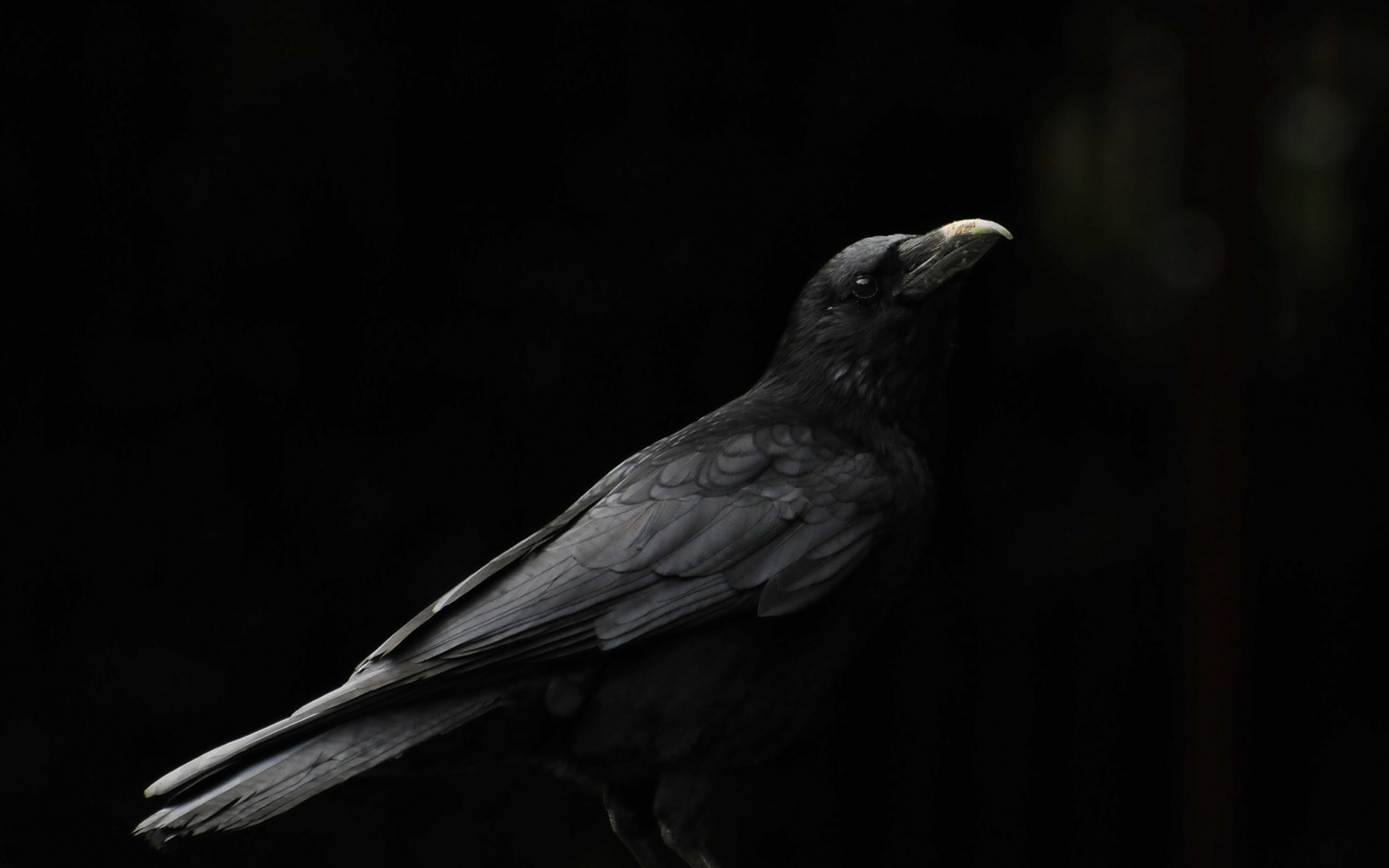 Wallpaper Black bird, raven, black background 1920x1200 HD Picture, Image