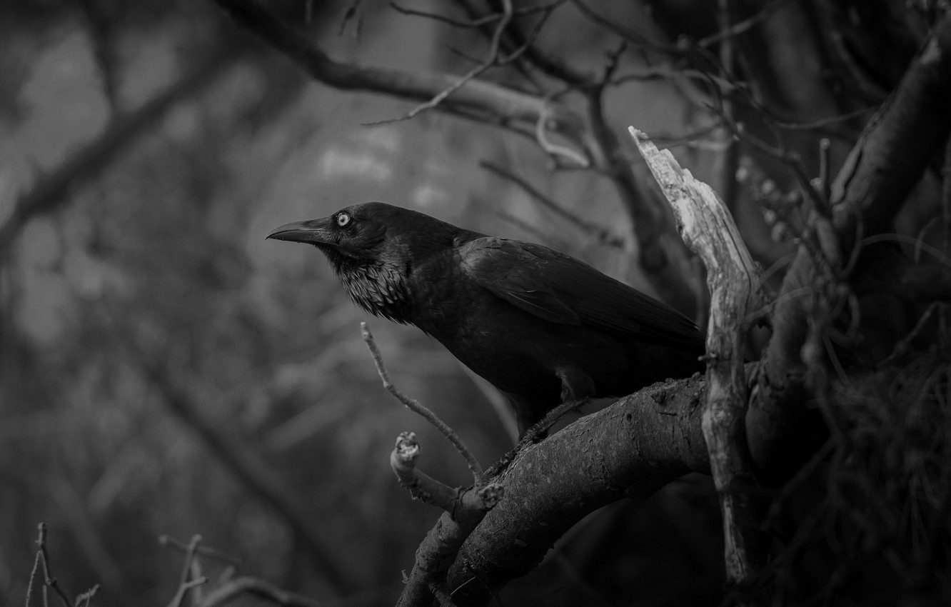 Wallpaper branches, bird, white, Raven, black image for desktop, section разное