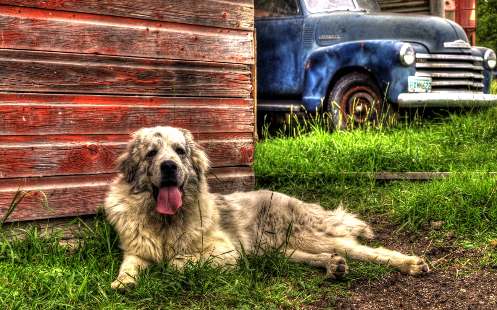 old grass dogs trucks hdr photography barn vibrant farm 1680x1050 wallpapers High Quality Wallpapers,High Definition Wallpapers