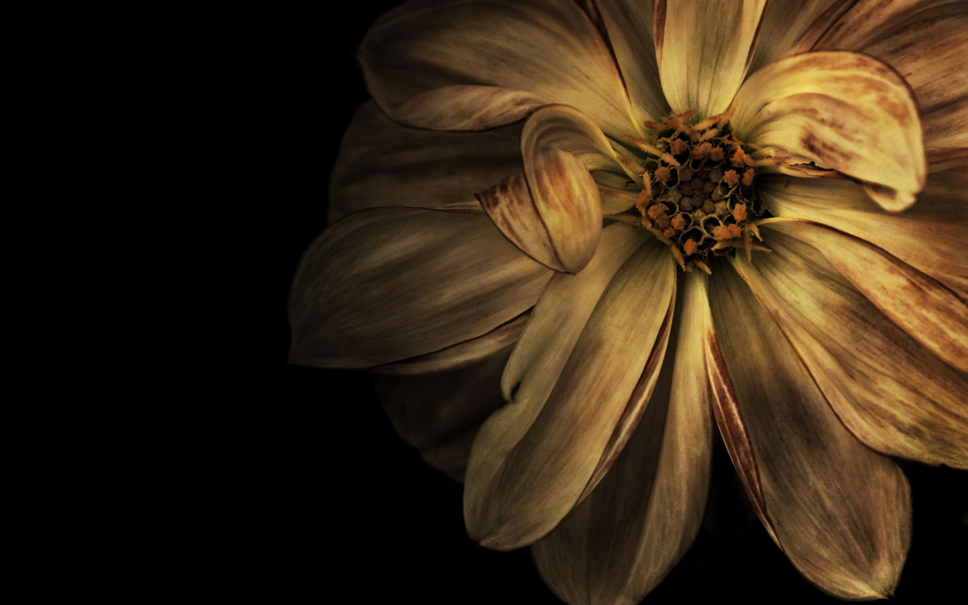 Classic Design wallpaper 10749 design material