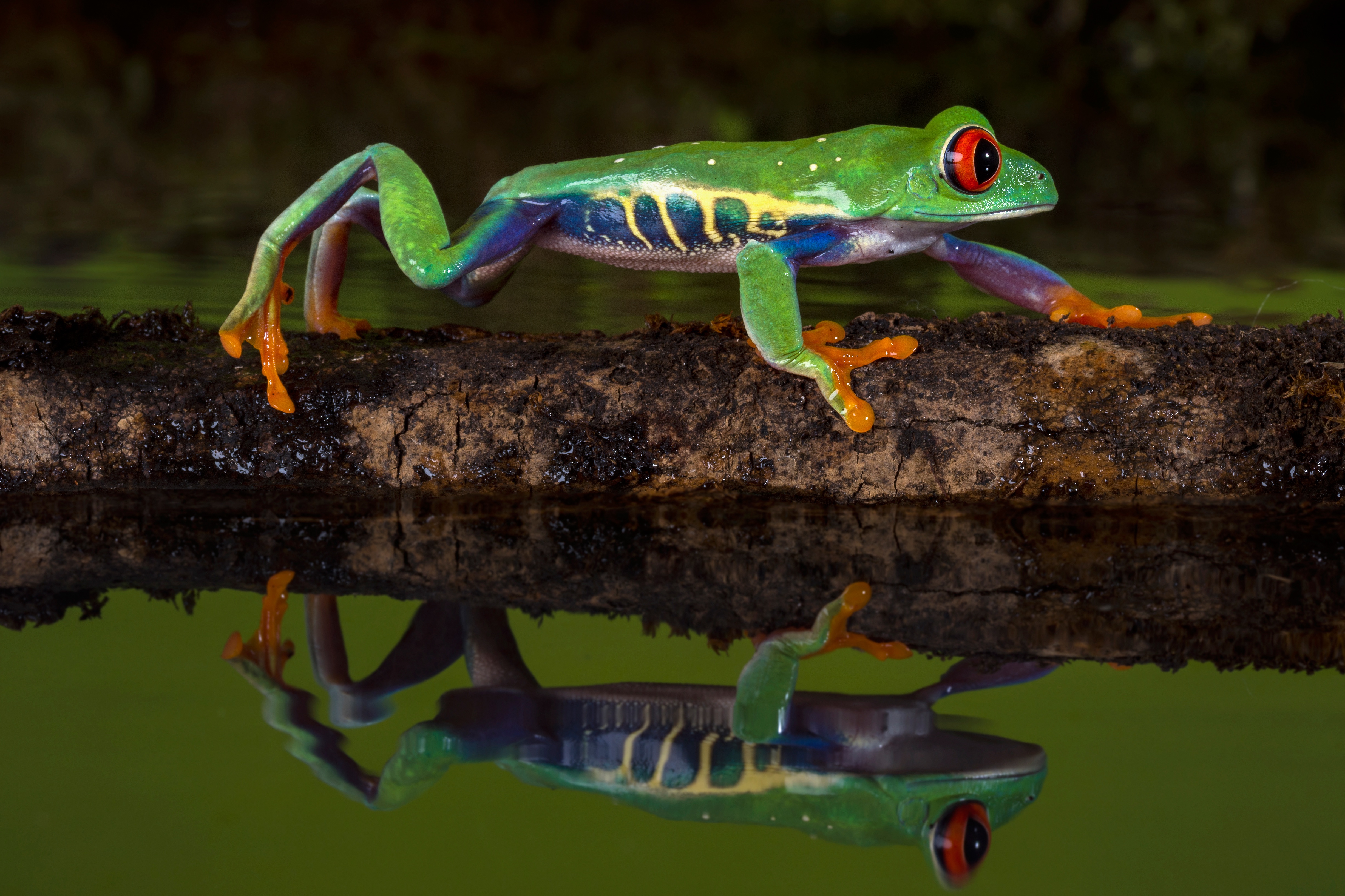 Red Eyed Tree Frog 4k Ultra HD Wallpapers