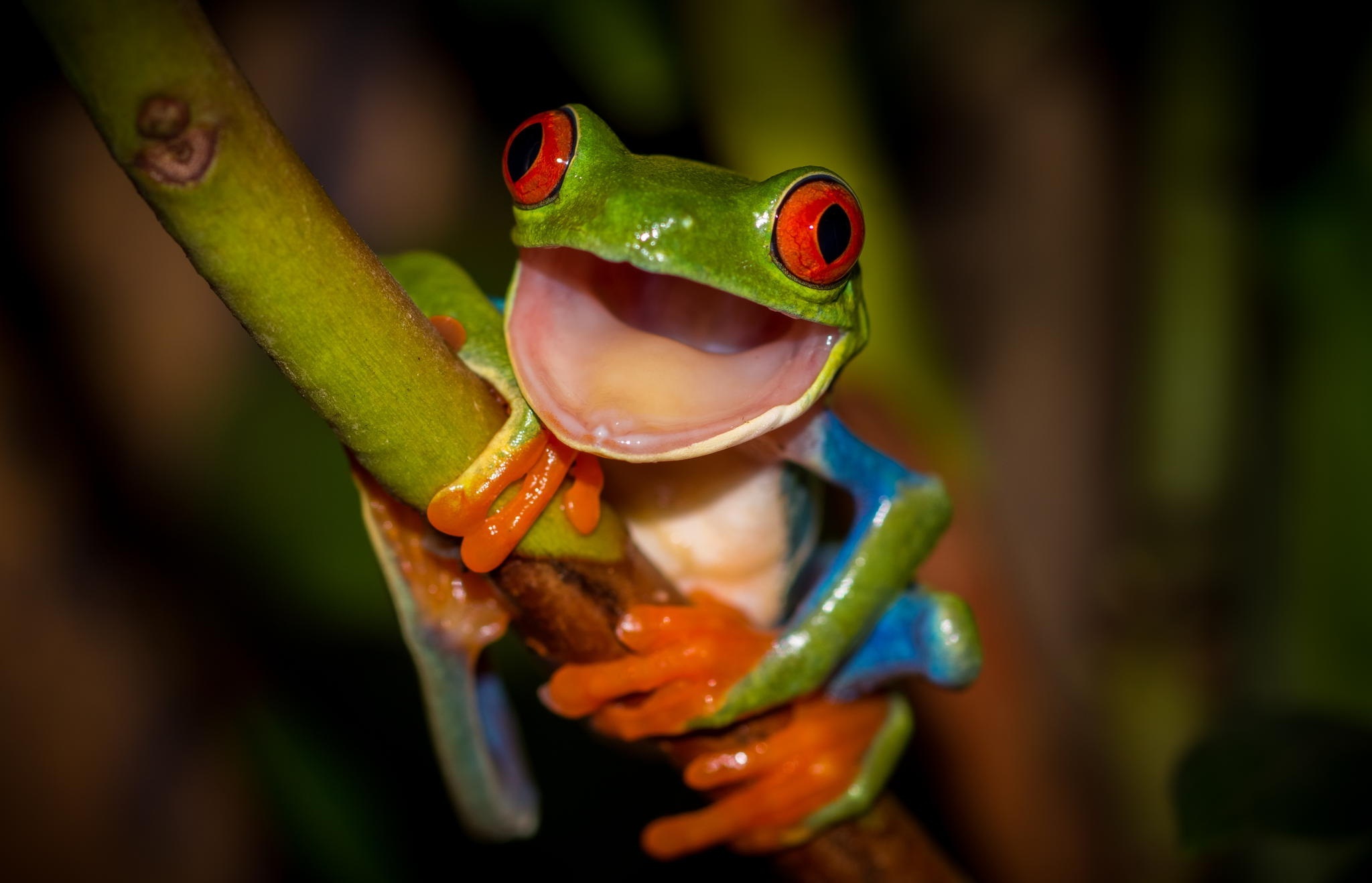 Red Eyed Tree Frog HD Wallpapers