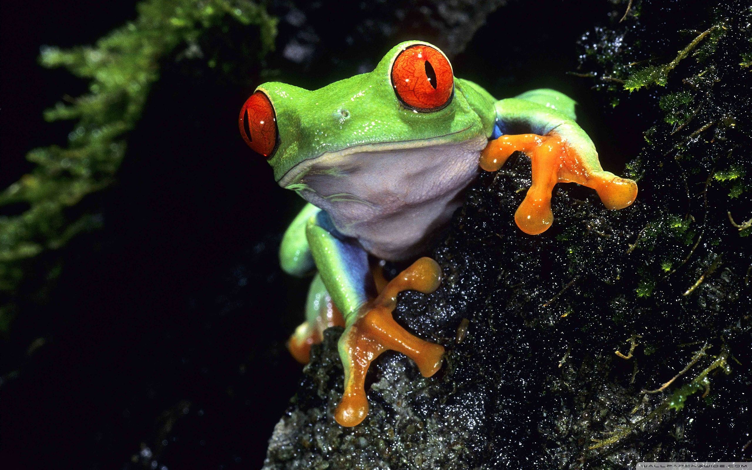 Red Eyed Tree Frog HD desktop wallpapers : High Definition ...