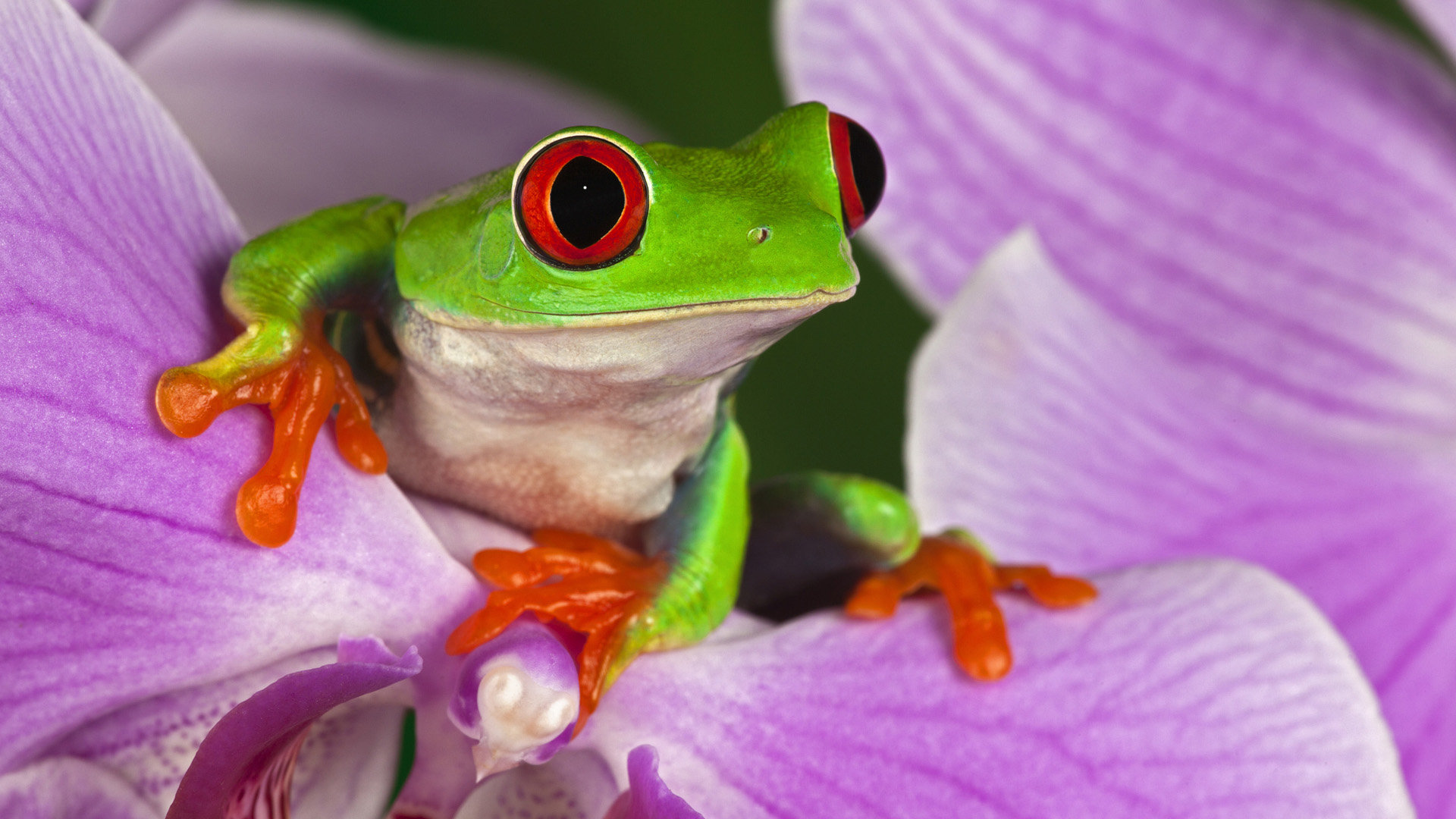Red Eyed Tree Frog wallpapers 1920x1080 Full HD
