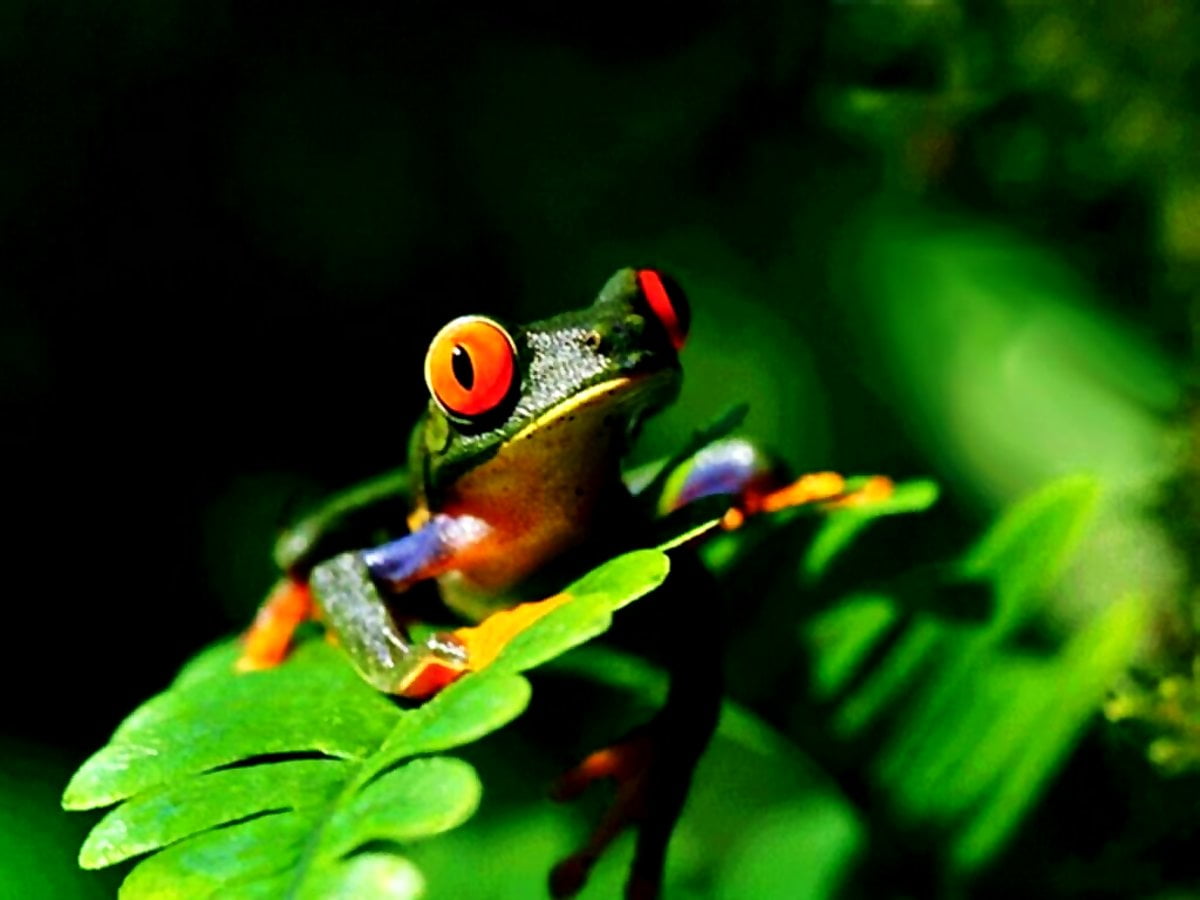 Wallpapers Frog, Tree Frog, Red