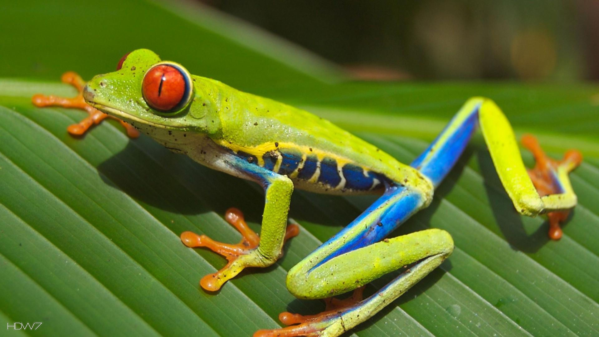 red eyed tree frog wallpapers 1080p
