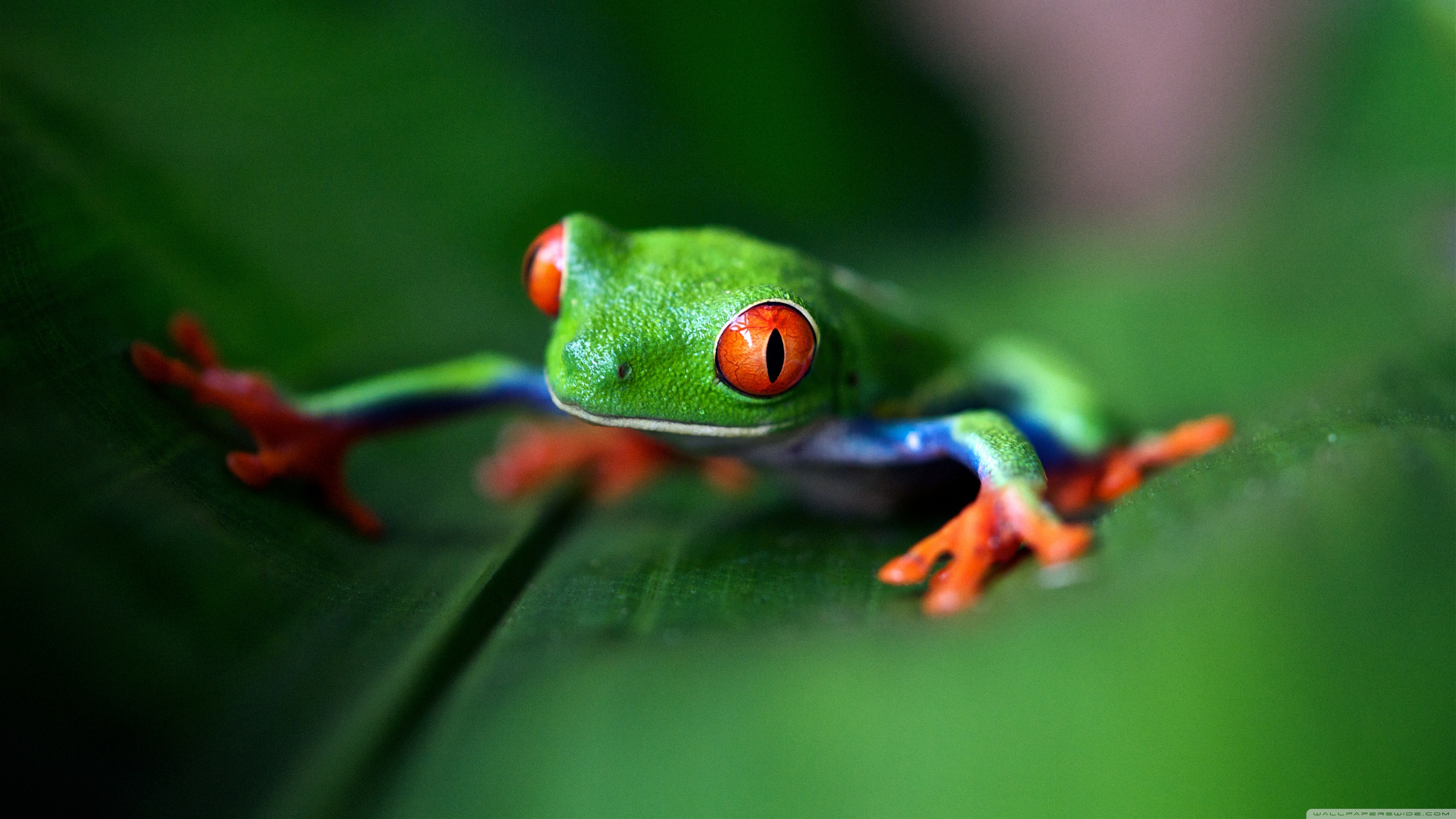Red Eyed Tree Frog Wallpapers - Wallpaper Cave
