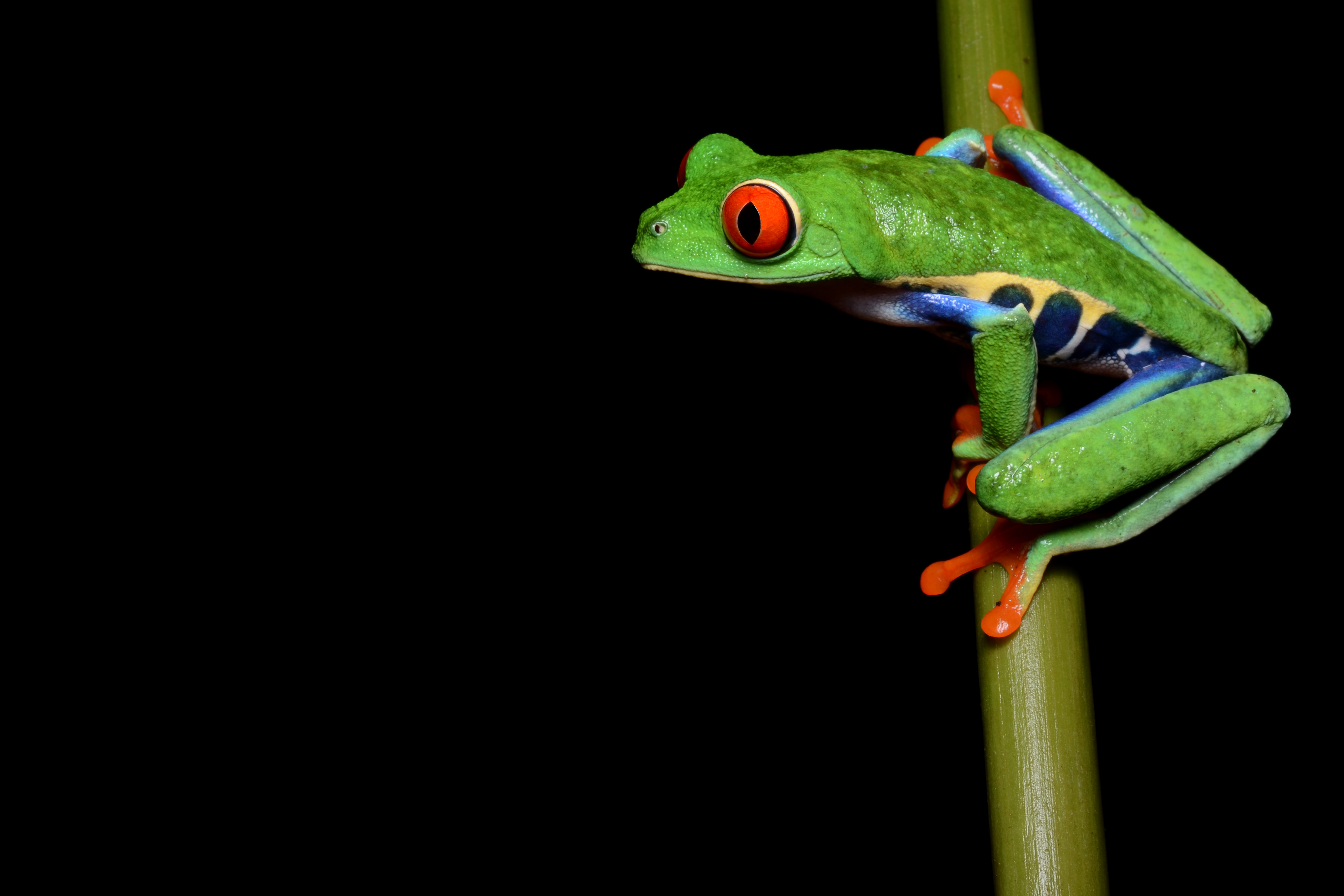Red Eyed Tree Frog wallpapers, Animal, HQ Red Eyed Tree Frog pictures