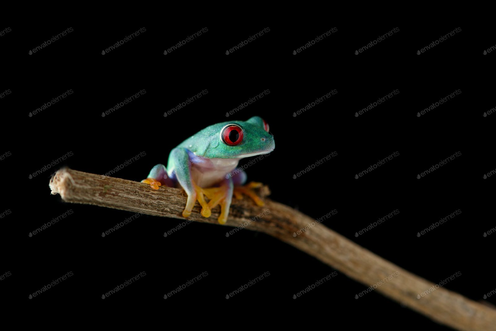 Red eyed tree frog isolated on black backgrounds photo by PetlinDmitry on Envato Elements
