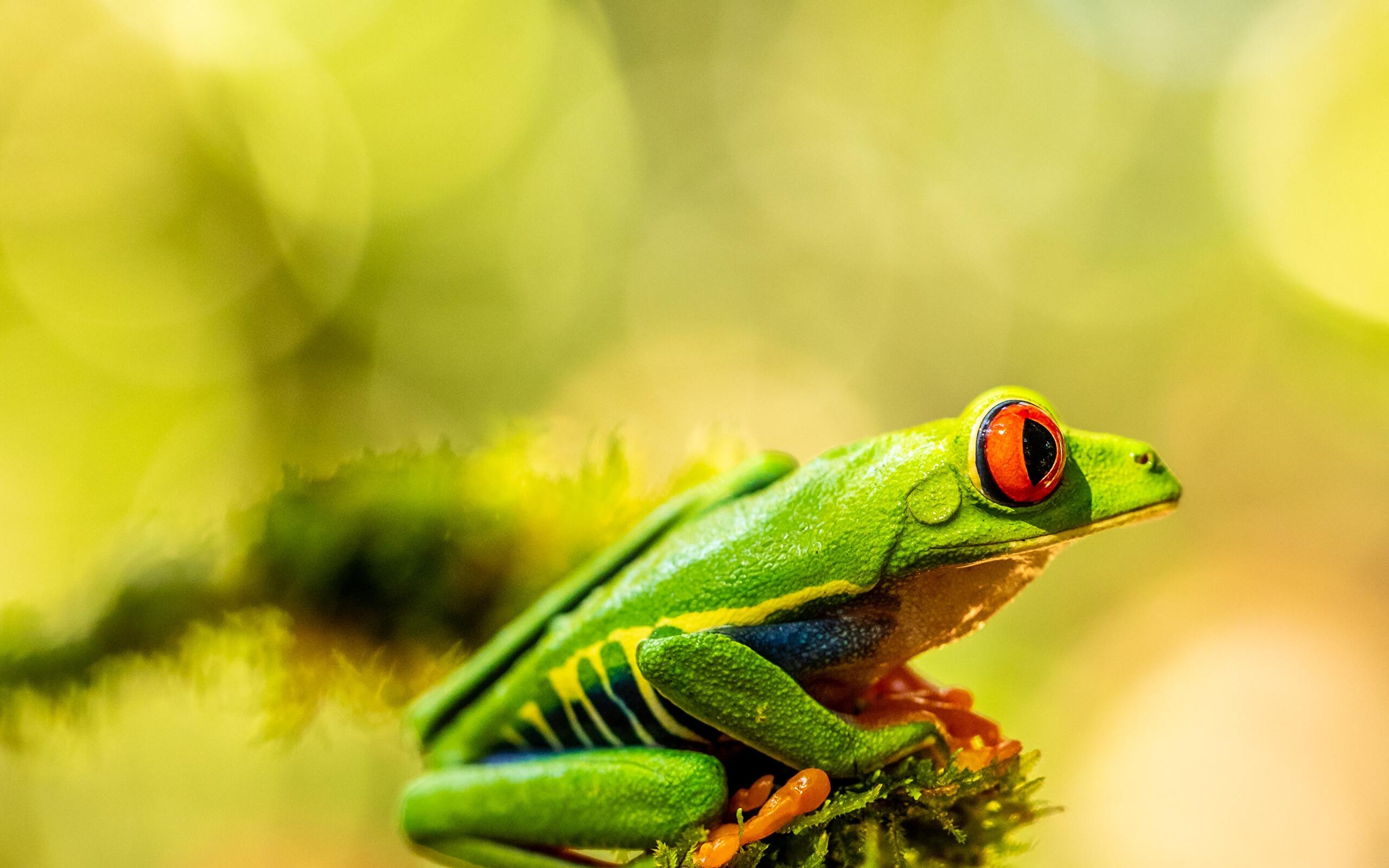 Frog 4K wallpapers for your desktop or mobile screen free and easy to download
