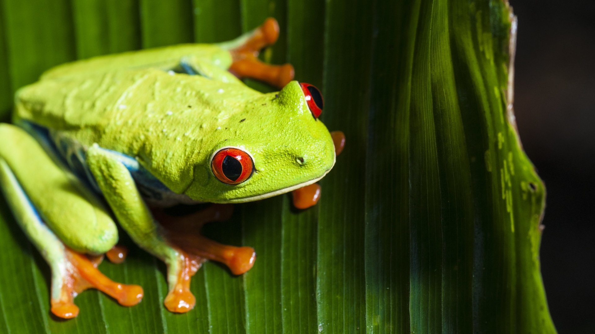 10+ 4K Ultra HD Red Eyed Tree Frog Wallpapers