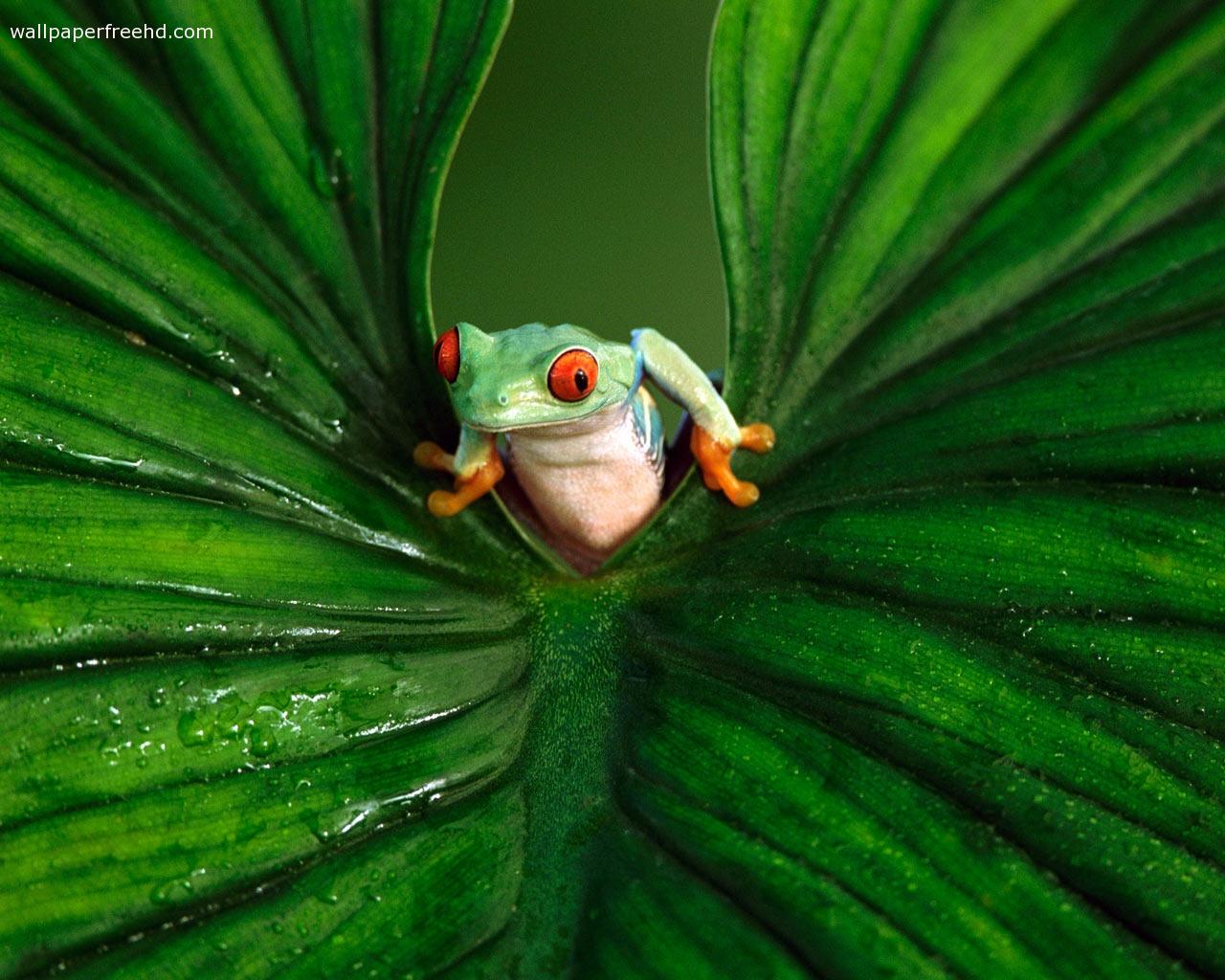 47+] Red Eyed Tree Frog Wallpapers