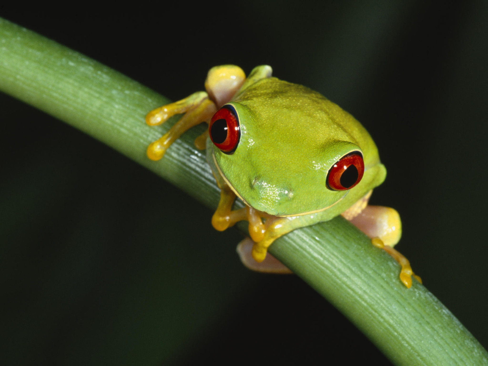 Red Eyed Tree Frog Wallpaper. Free HD Frog Downloads