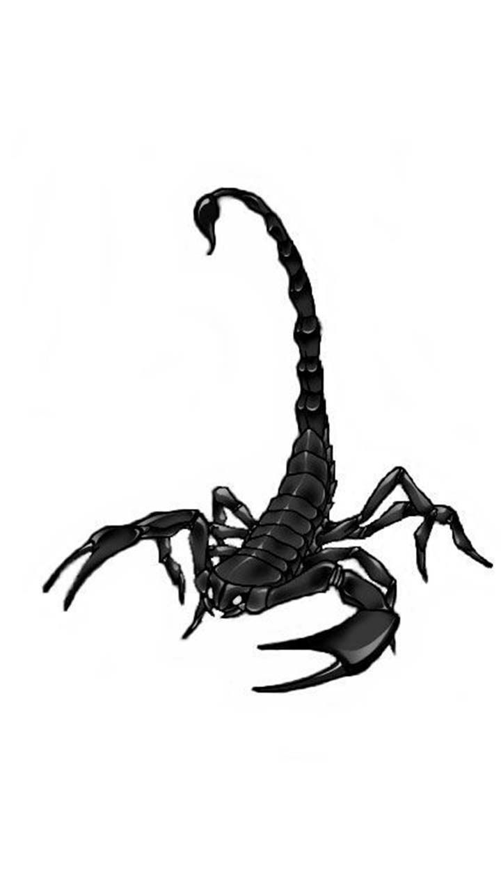 Scorpion Wallpaper ideas. scorpion, scorpio, scorpio art